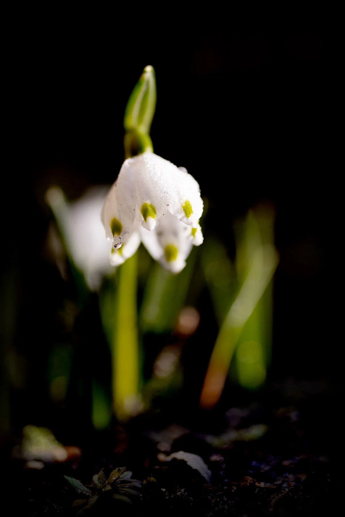 blogg-250228snodroppar2.jpg
