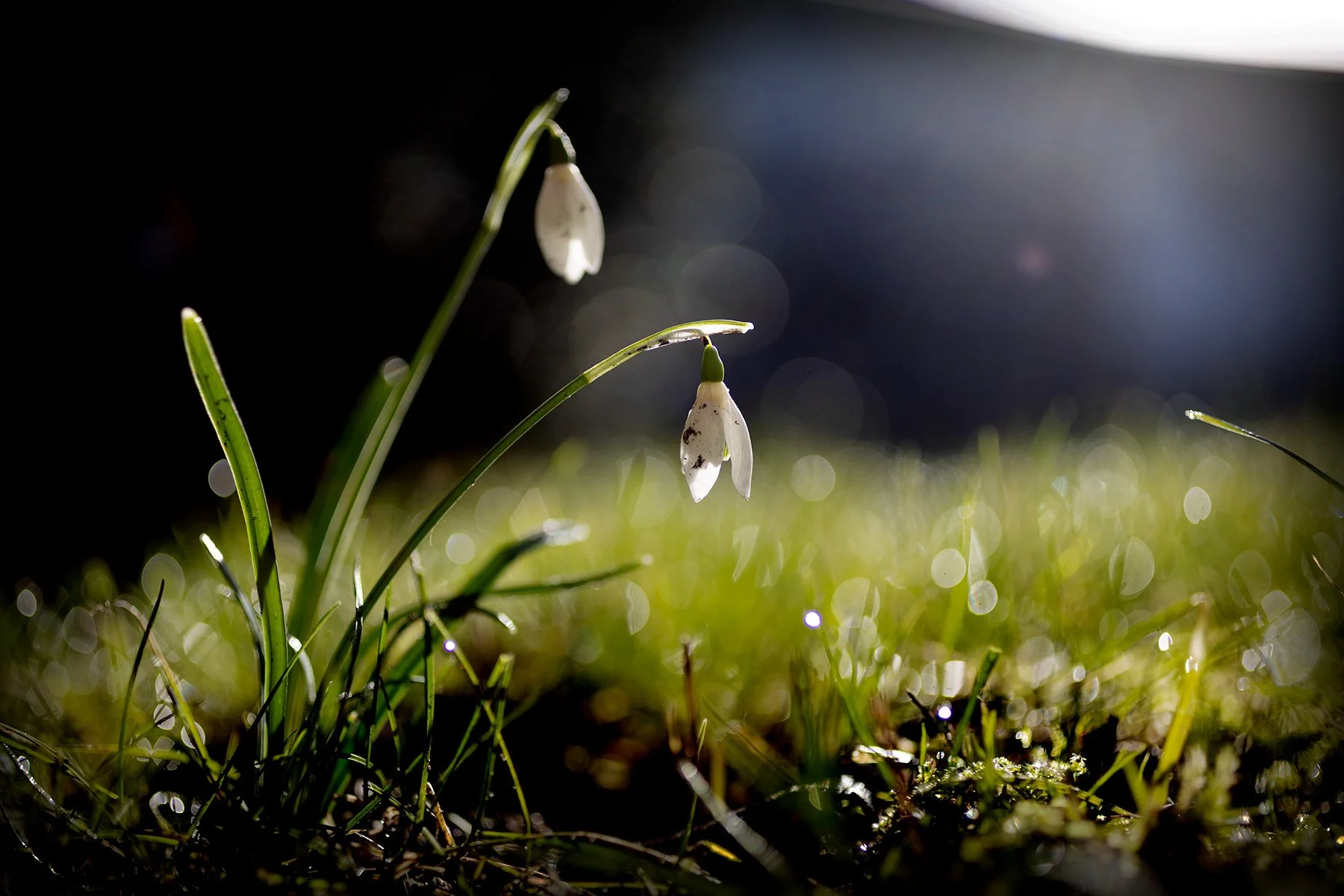 blogg-250228snodroppar1.jpg
