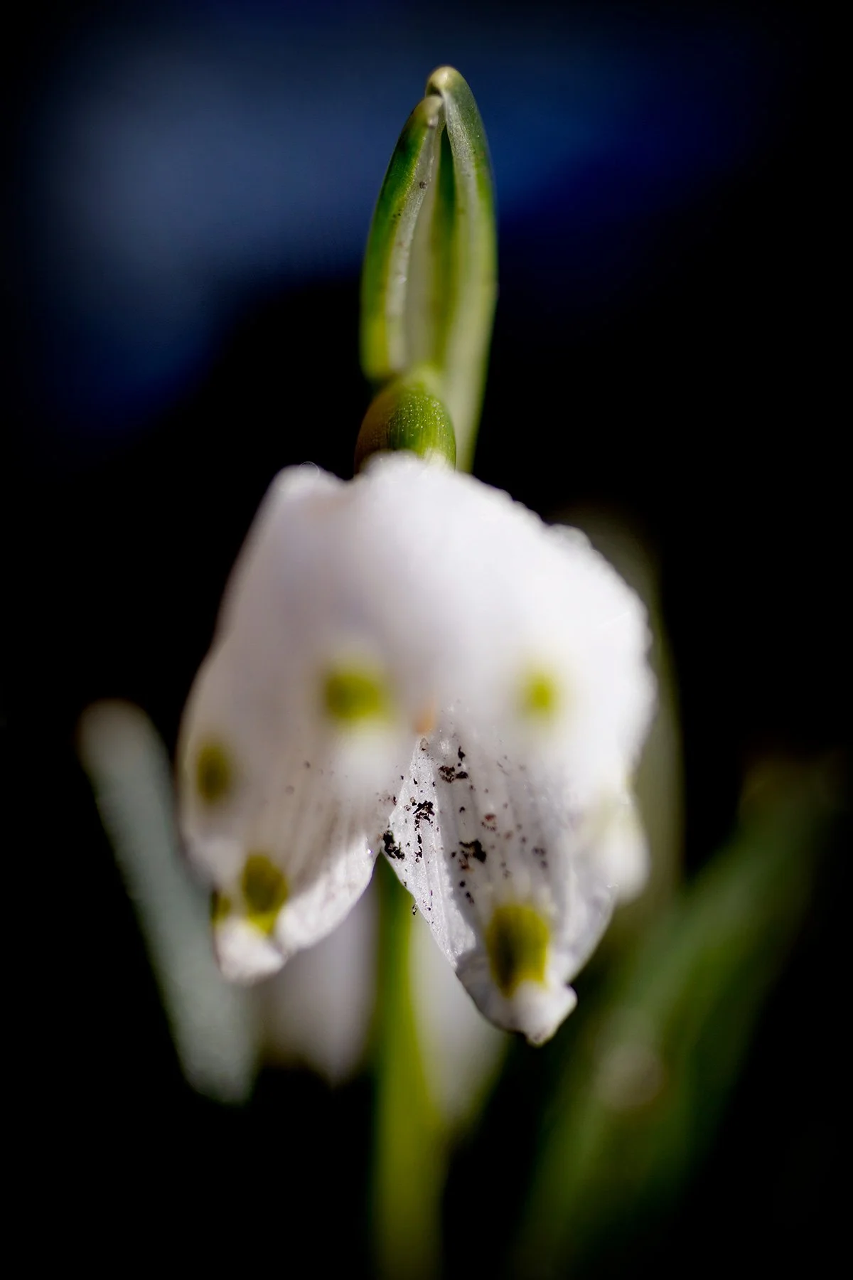 blogg-250228snodroppar3.jpg