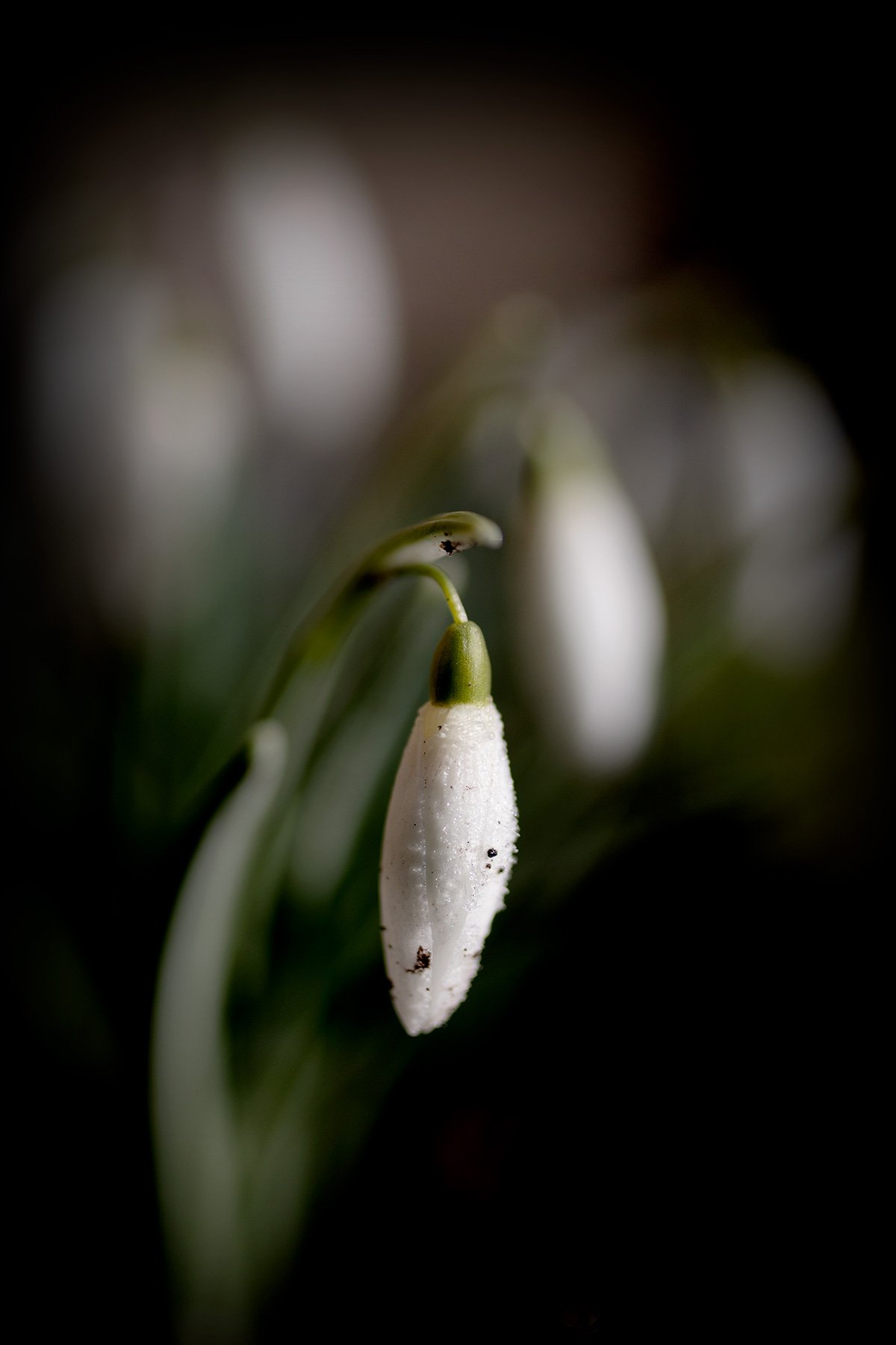 blogg-250228snodroppar5.jpg