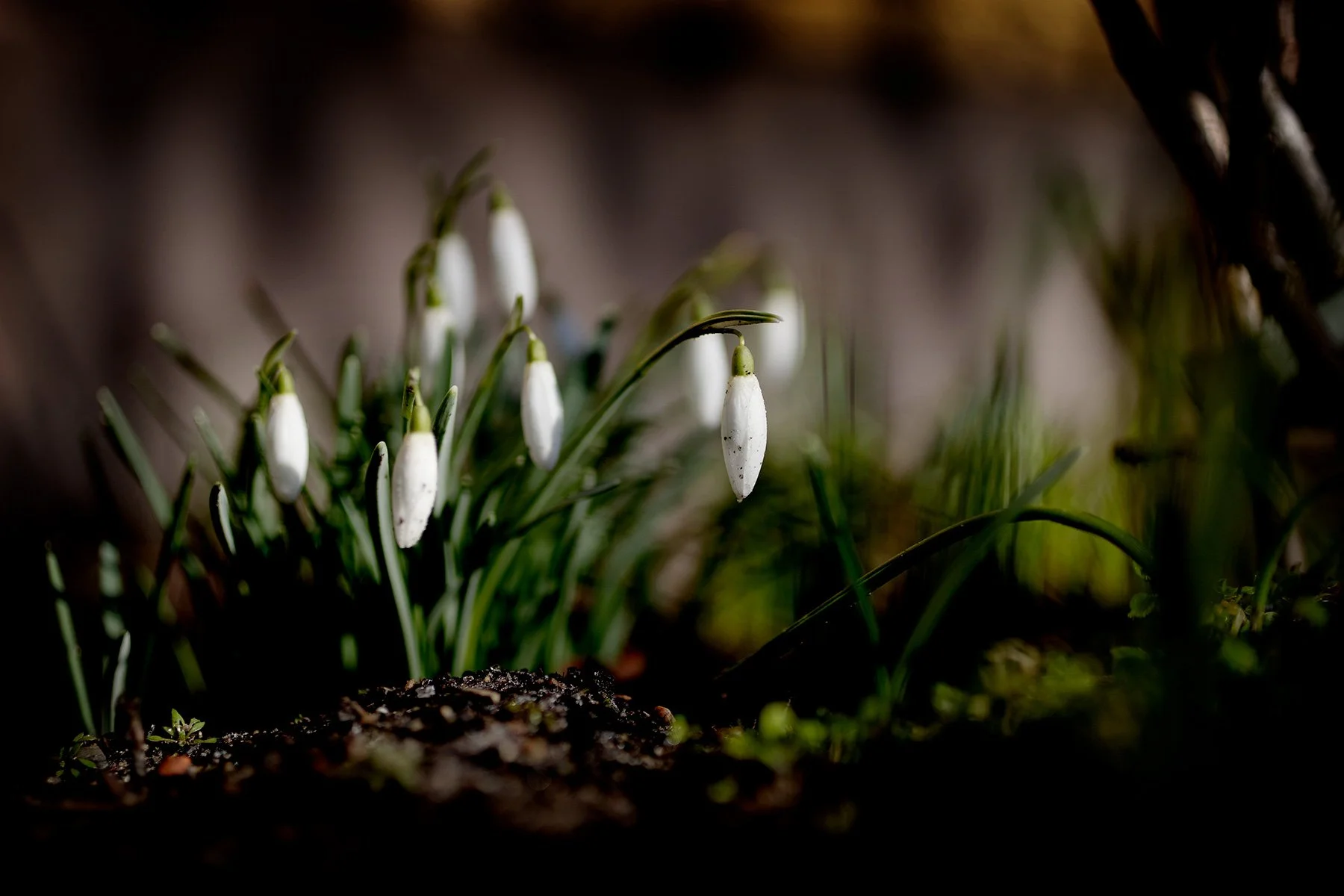 blogg-250228snodroppar7.jpg