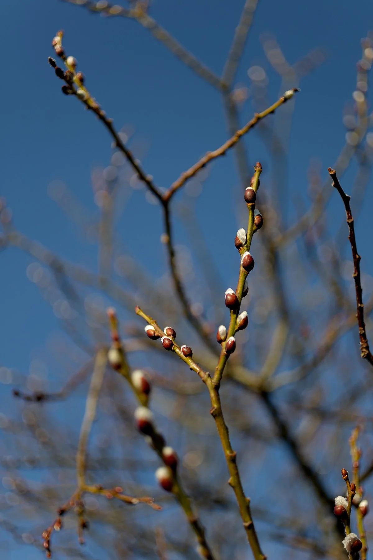blogg-250228fyrenpromsol12.jpg