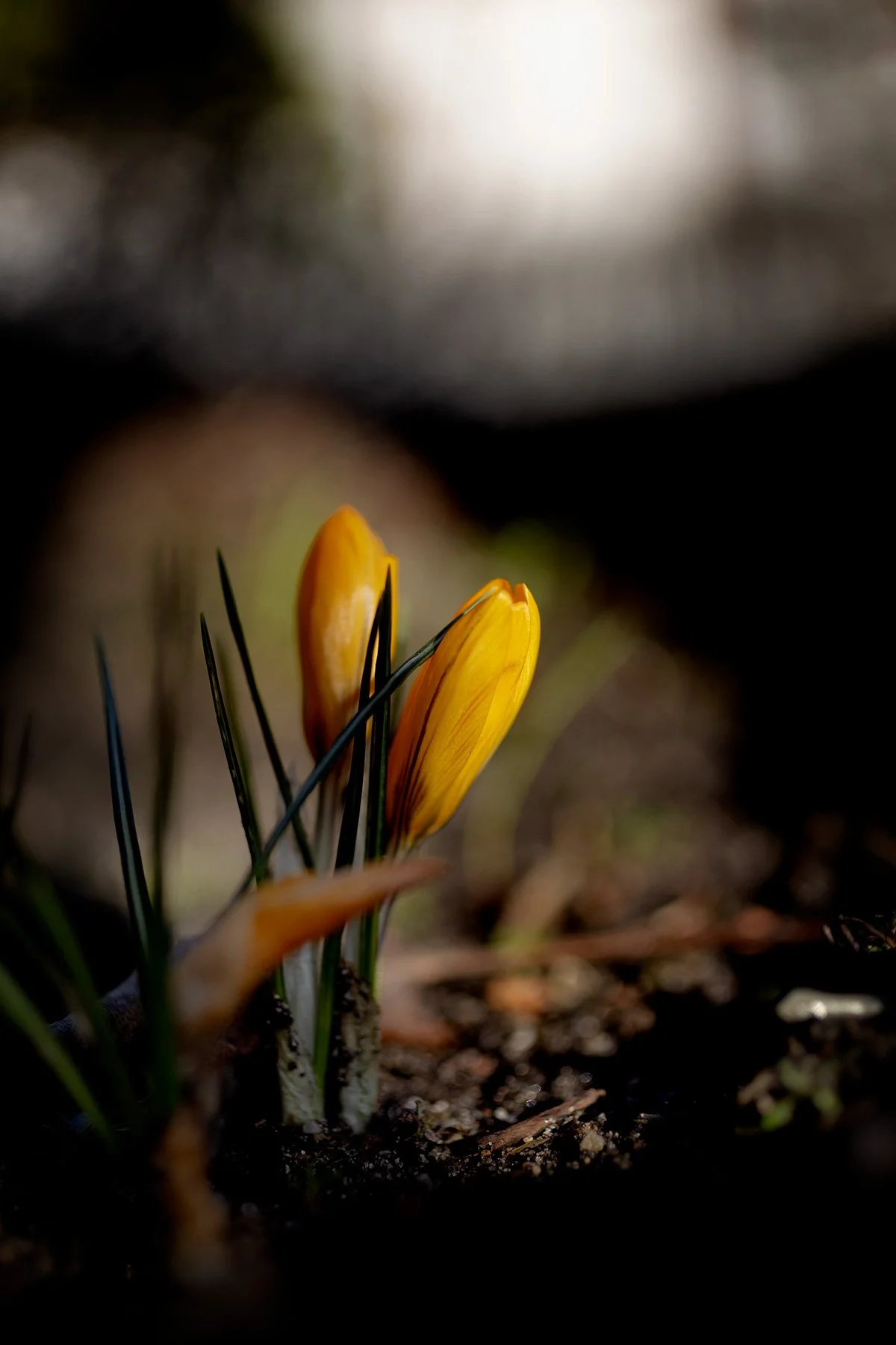 blogg-250306gulkrokus1.jpg