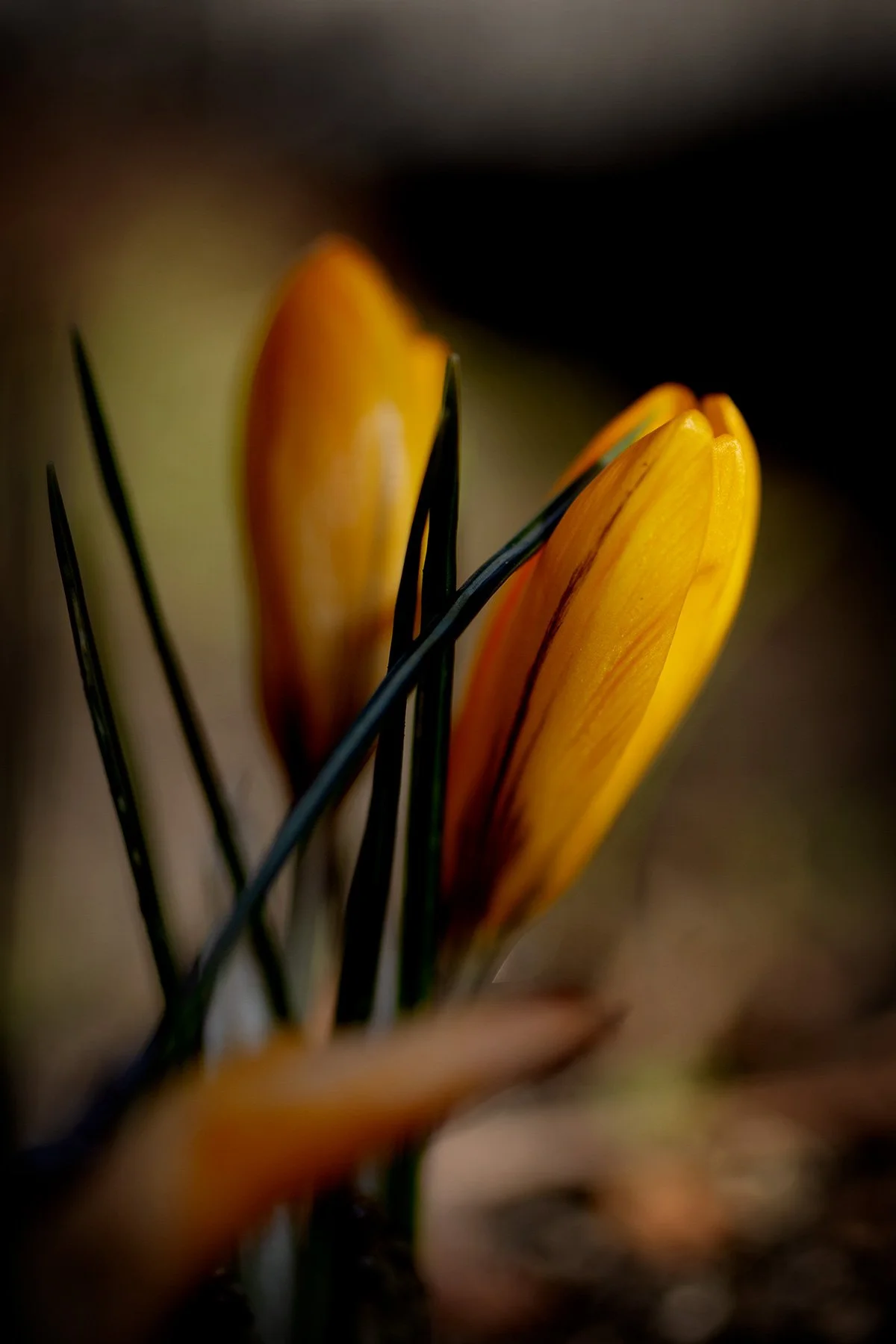 blogg-250306gulkrokus3.jpg