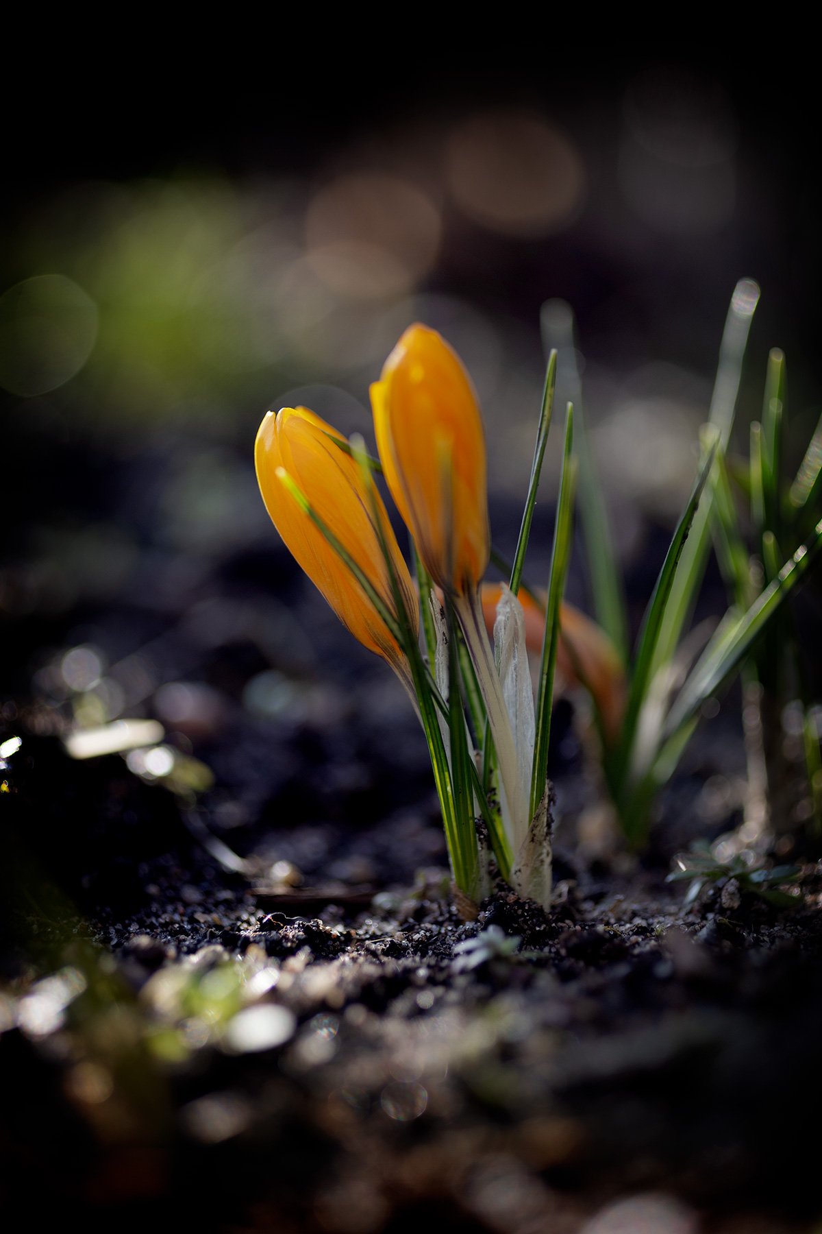 blogg-250306gulkrokus4.jpg