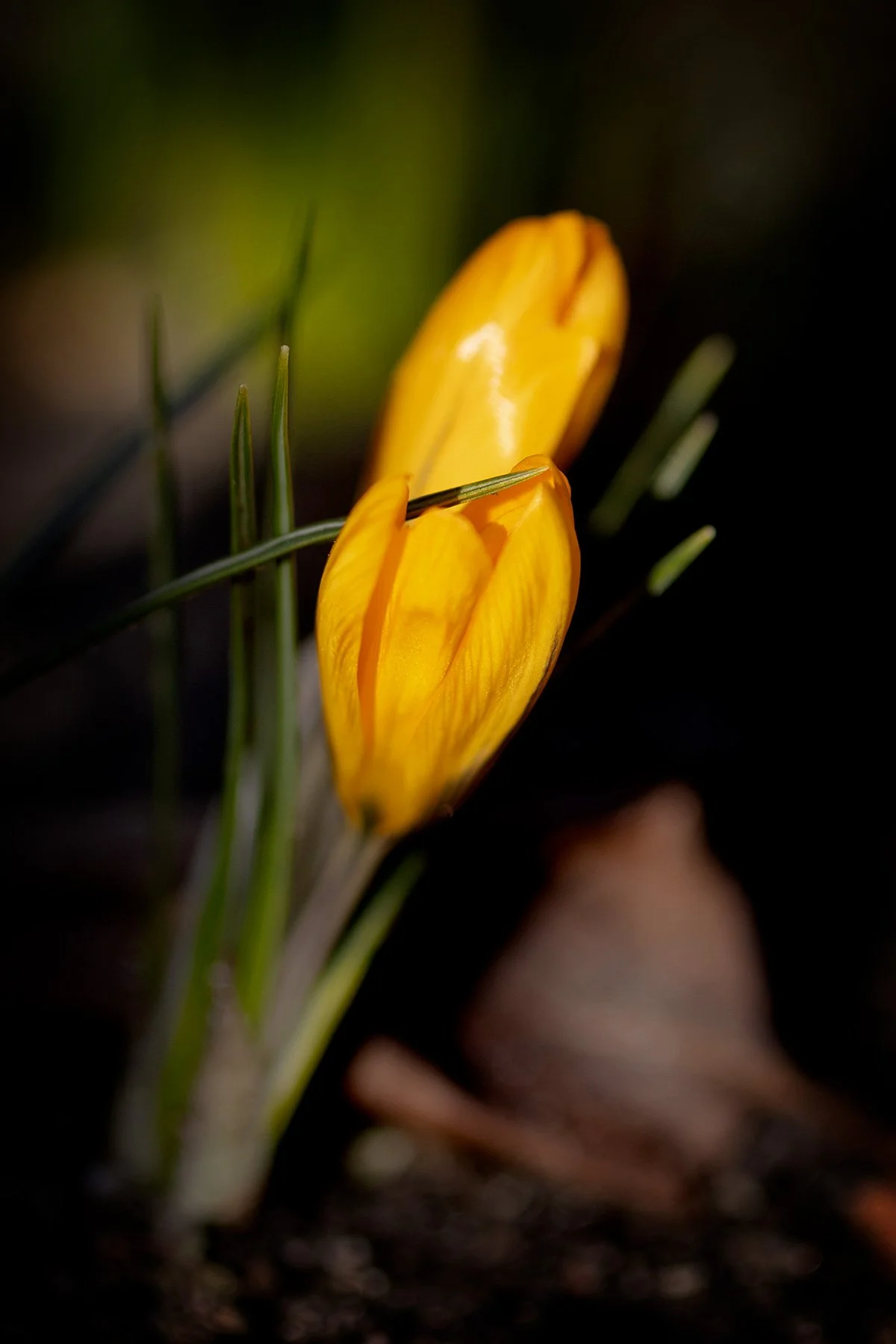 blogg-250306gulkrokus5.jpg