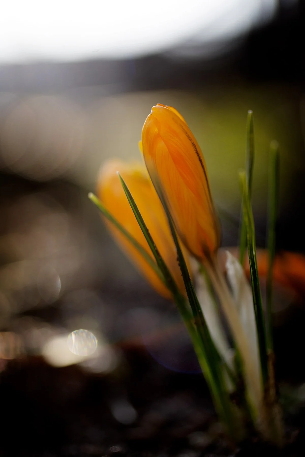 blogg-250306gulkrokus6.jpg