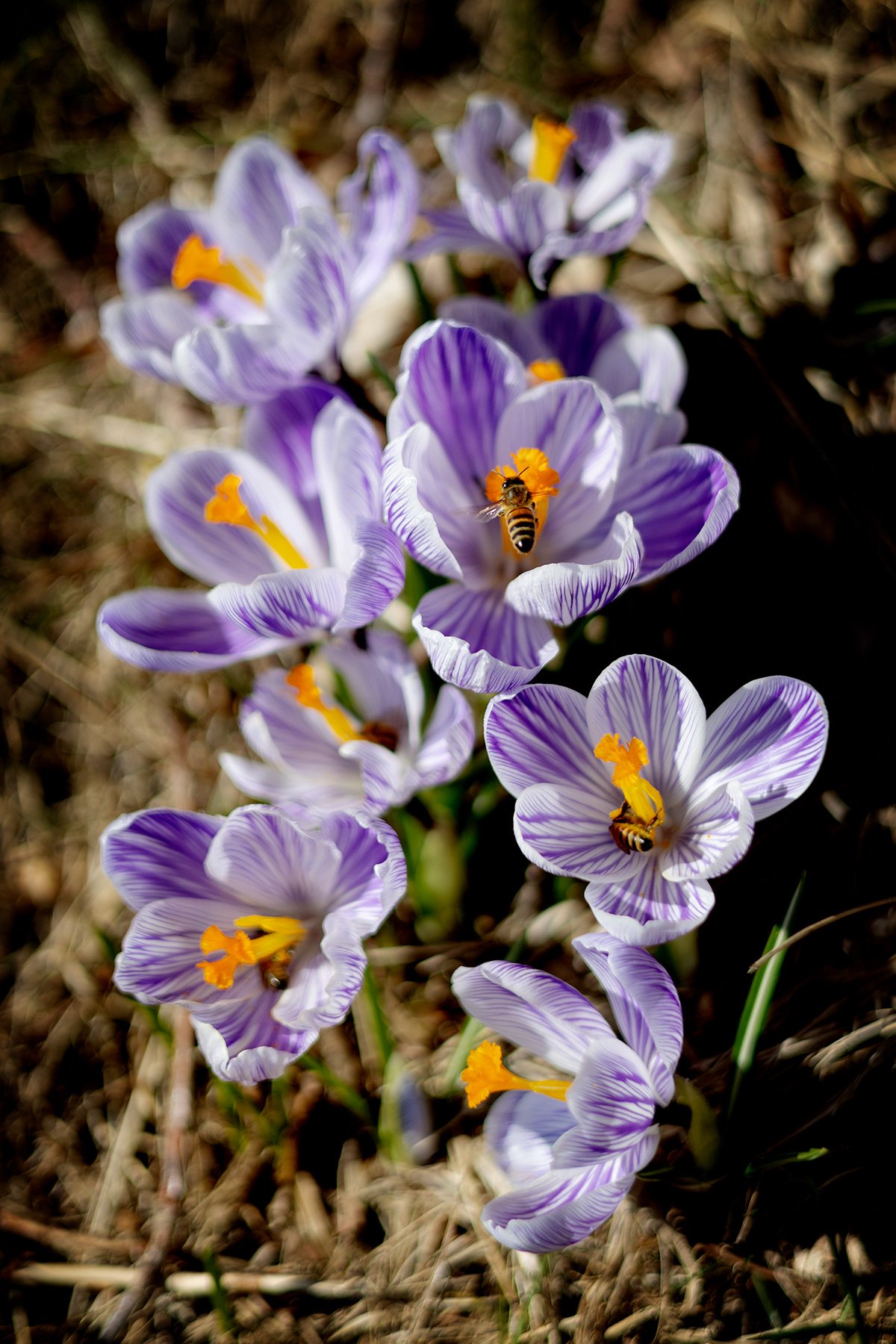 blogg-250309ambjorntorp14.jpg