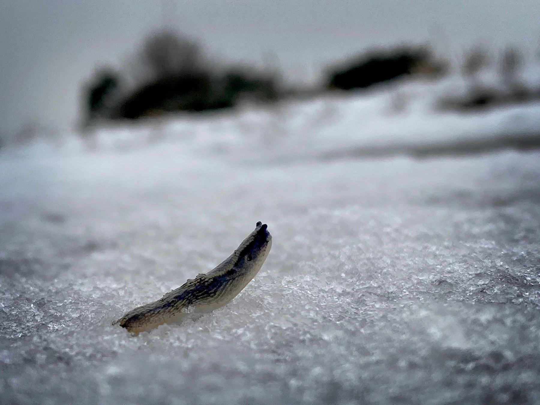 blogg-250312snomorgon9.jpg