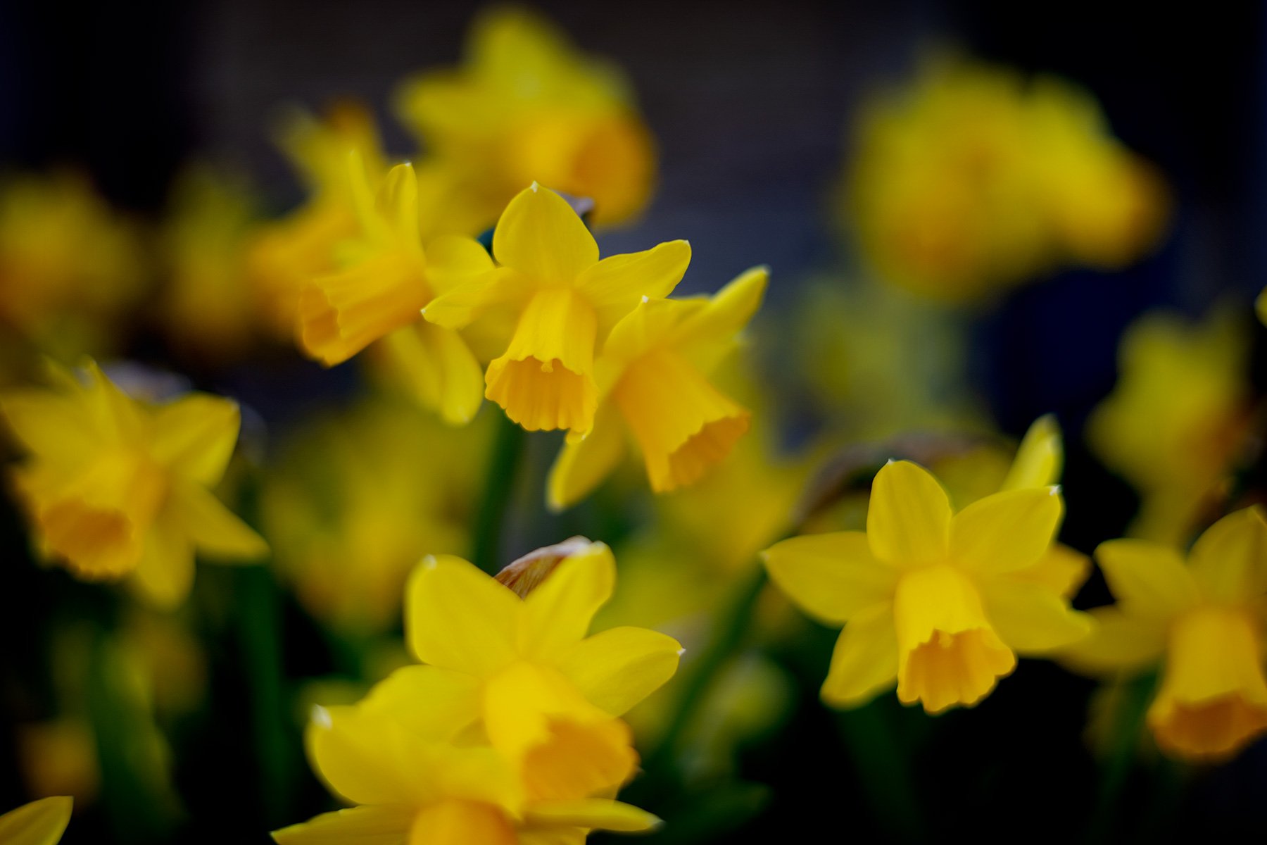 blogg-250412tradgardsvattning5.jpg