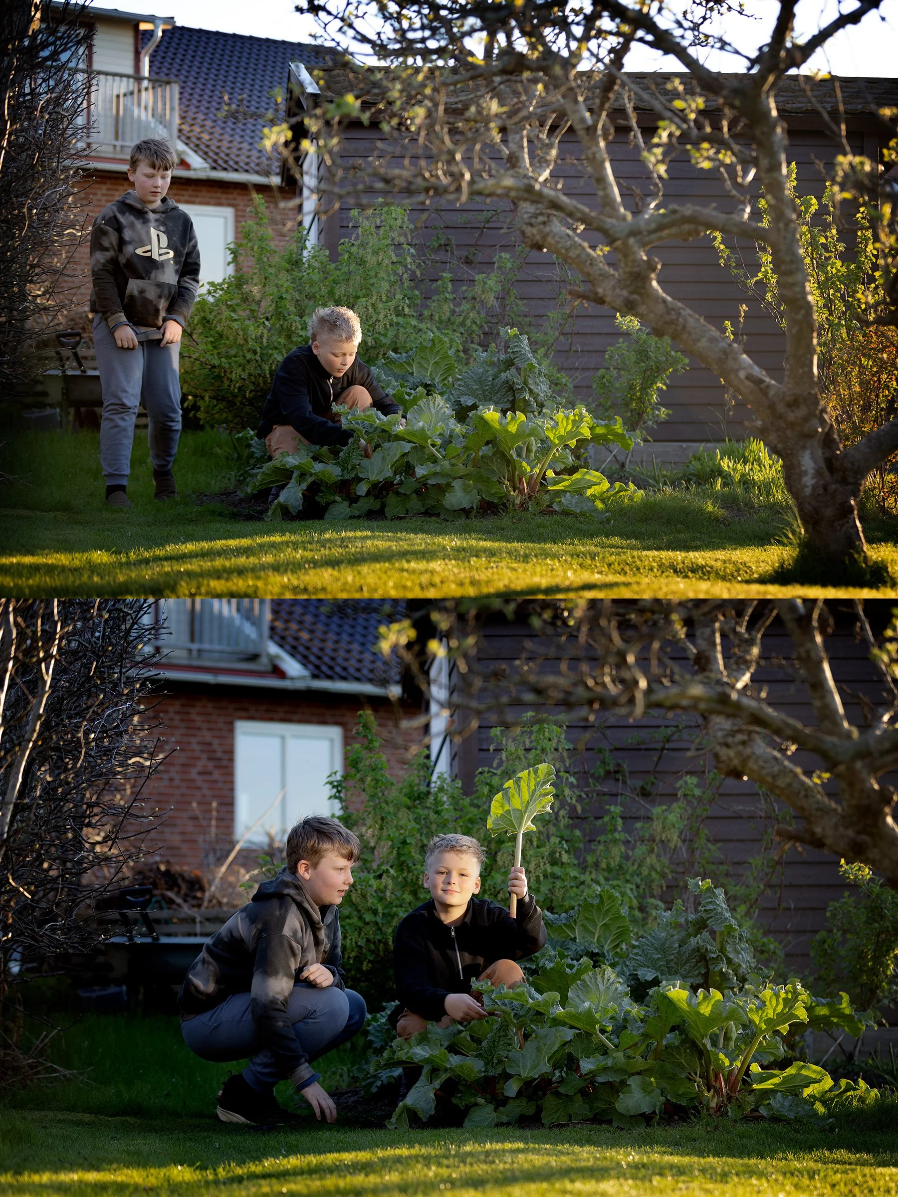 Första rabarbern