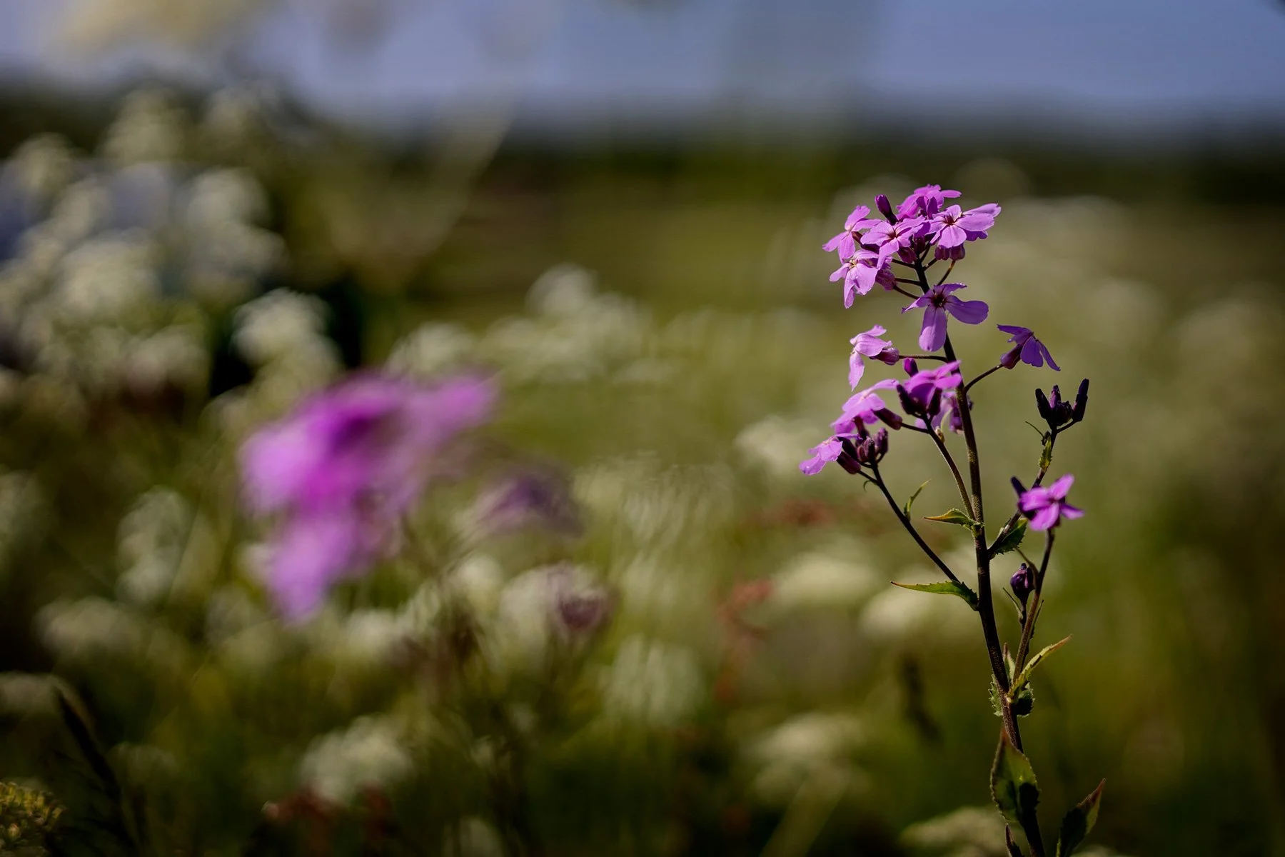 blogg-250526promenad2.jpg