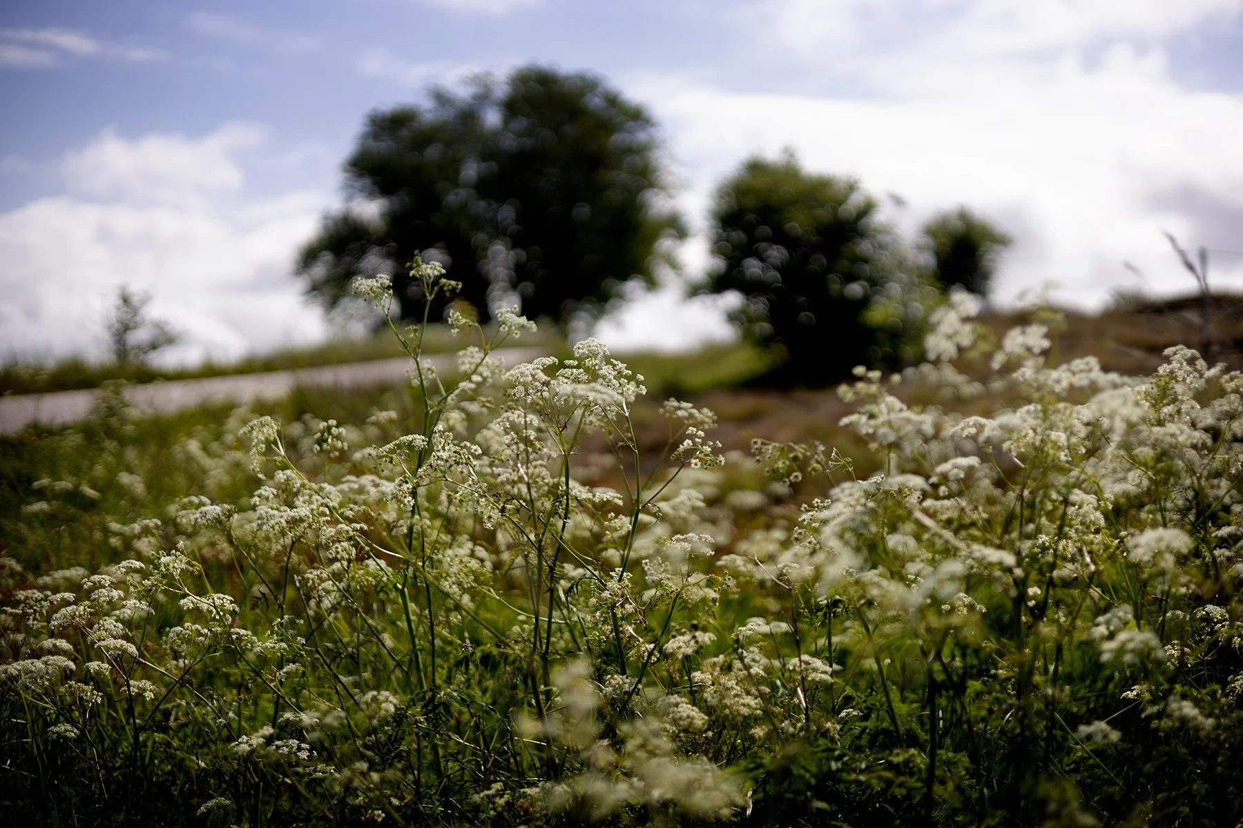blogg-250526promenad4.jpg