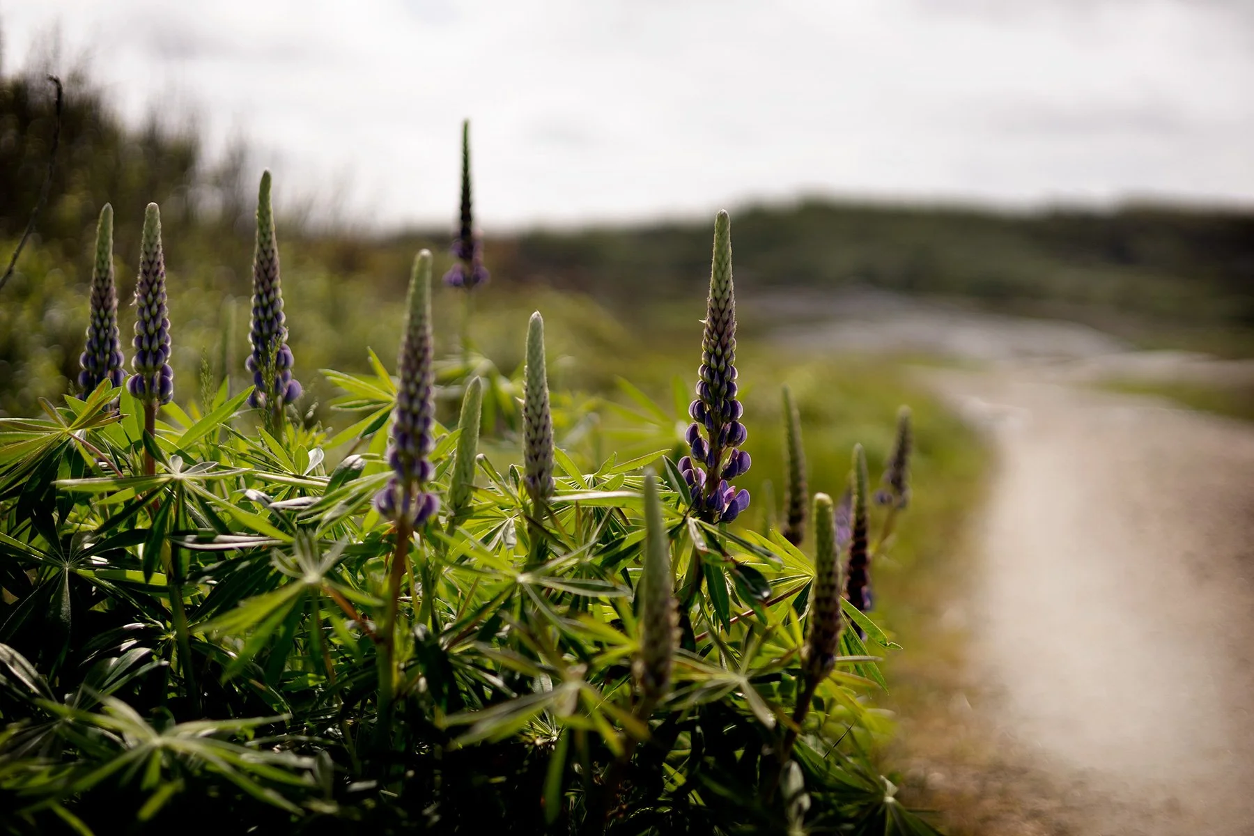 blogg-250526promenad7.jpg