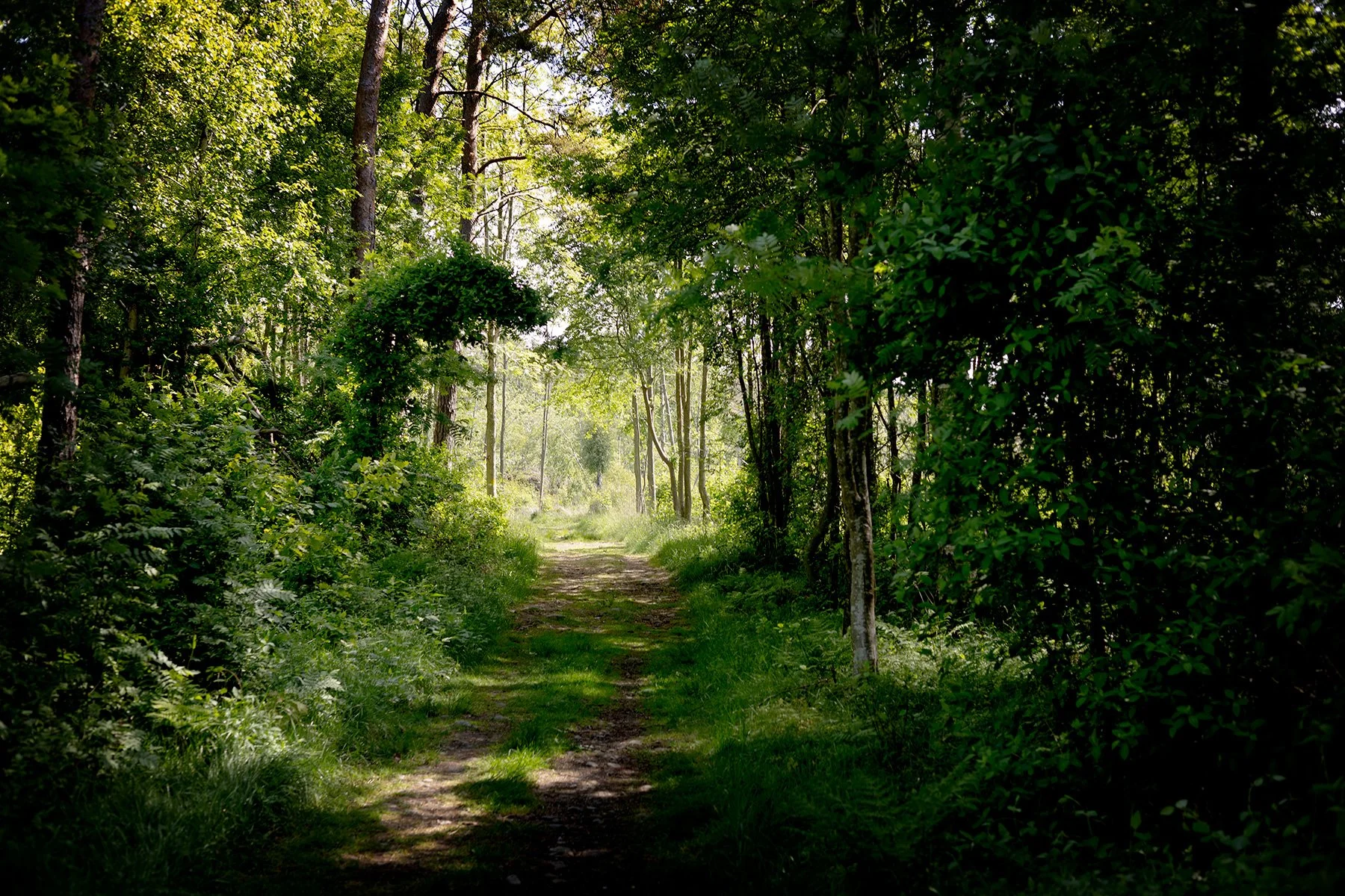 blogg-250526promenad13.jpg