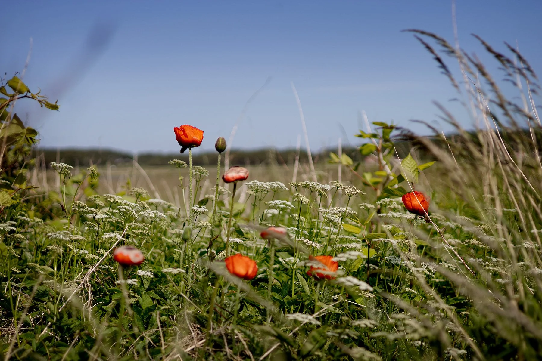 blogg-250603bale-strandkal4.jpg