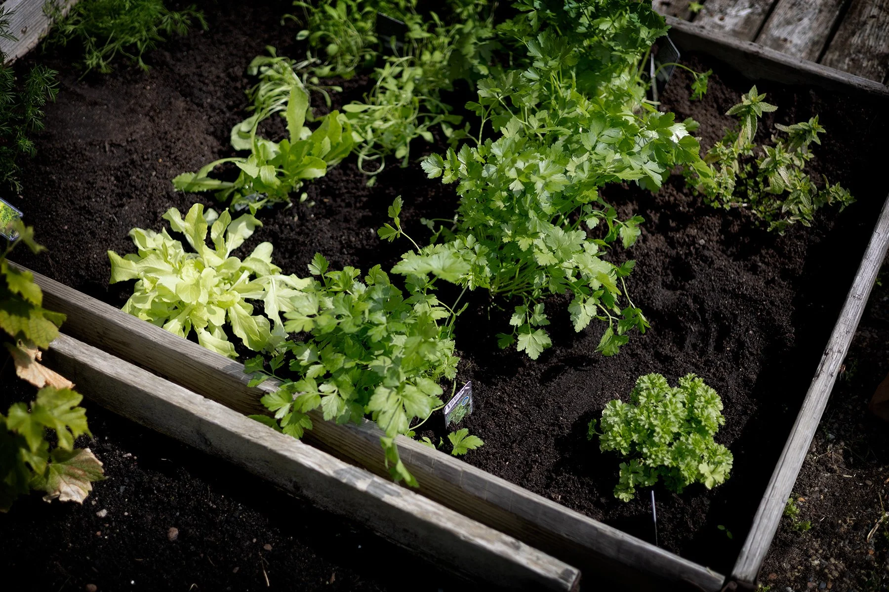 blogg-250608plantering2.jpg