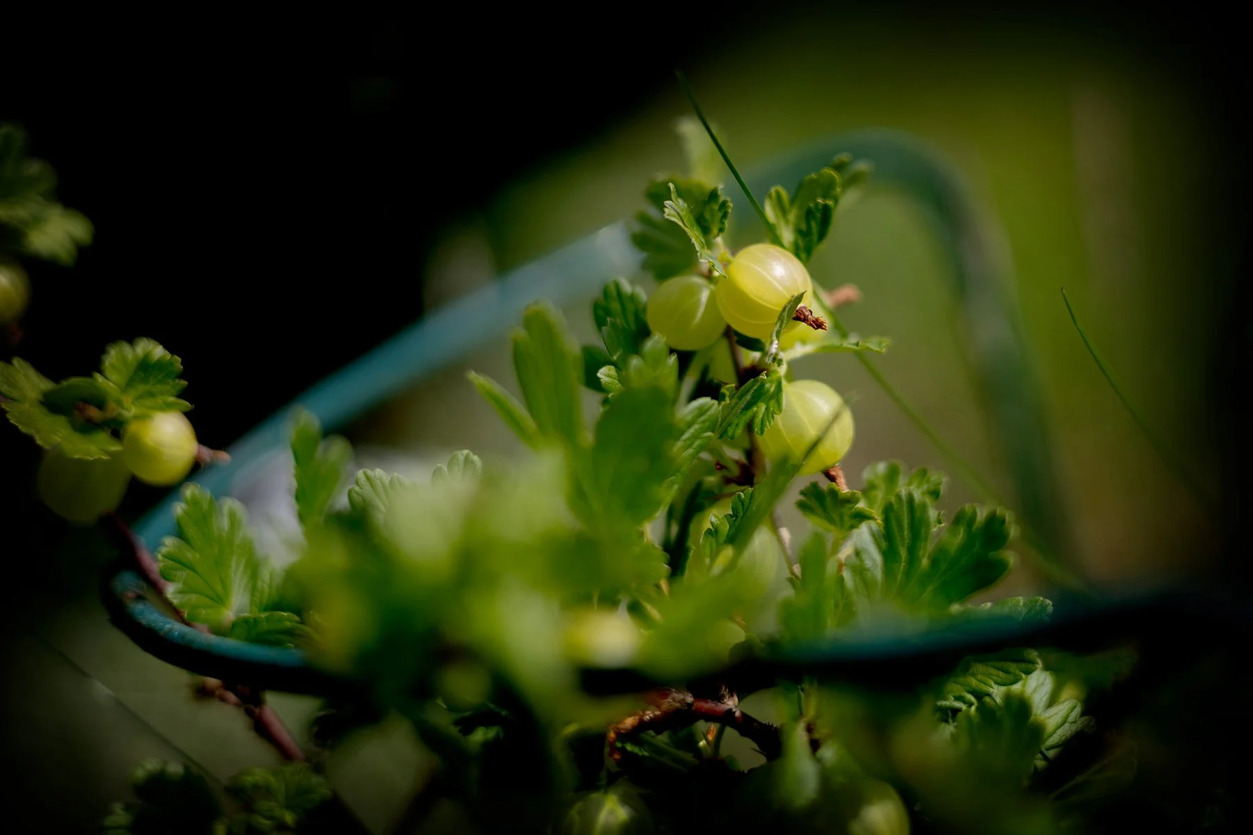 blogg-250608plantering4.jpg