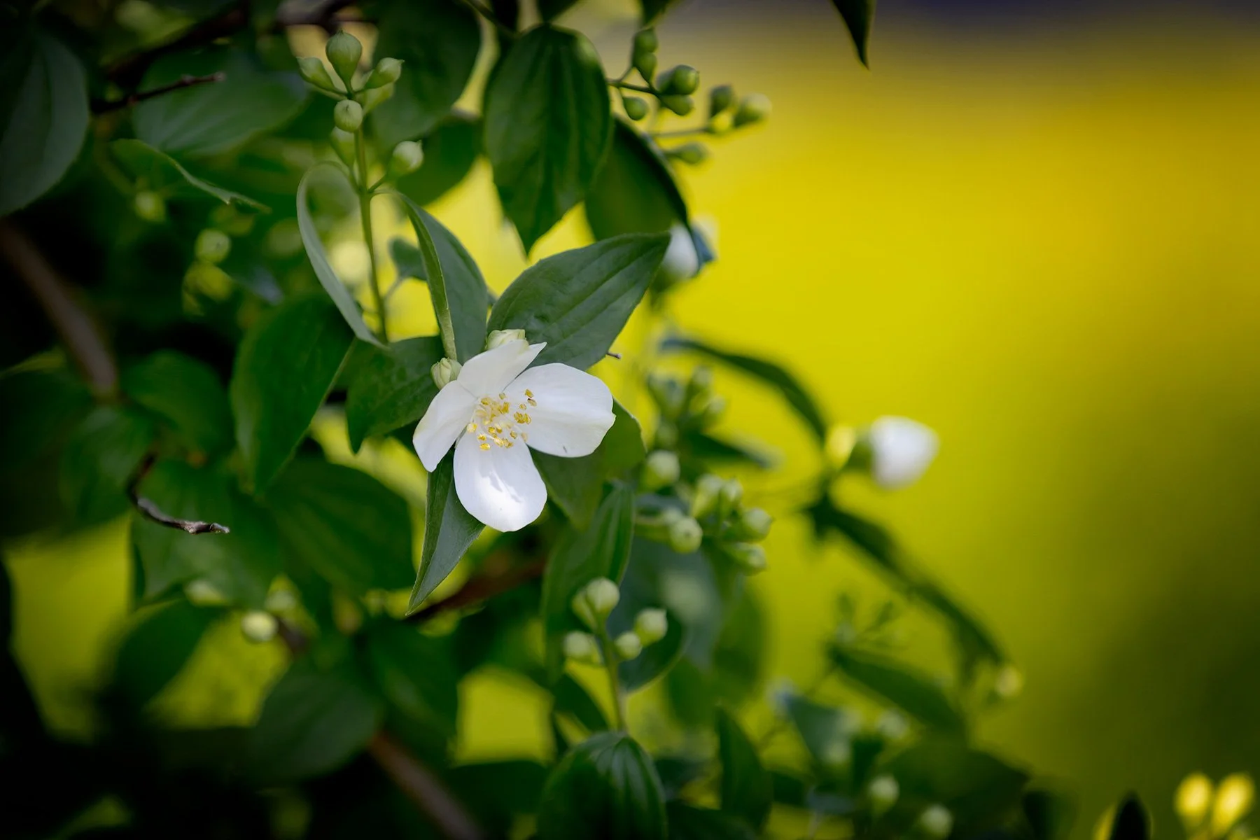 blogg-250613rubenitradgarden4.jpg