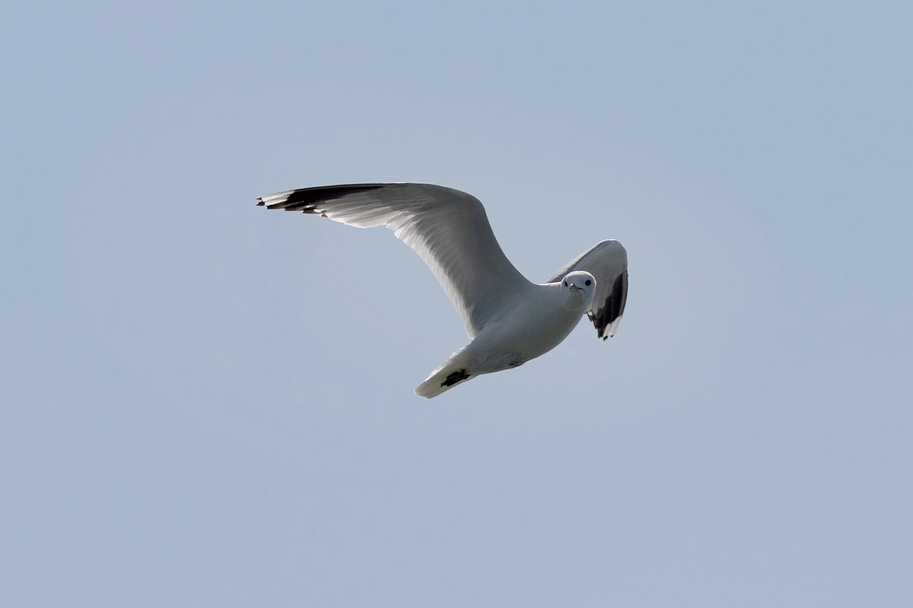 blogg-250619hamnhangmedseglarskola3.jpg
