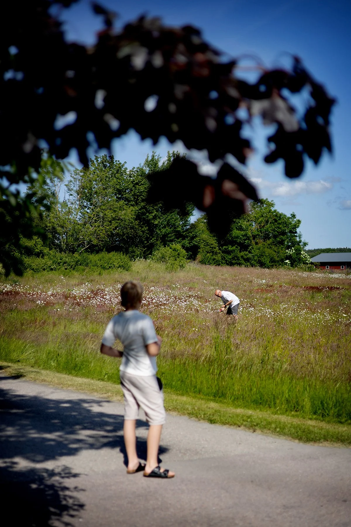 blogg-250620midsommarblommor1.jpg
