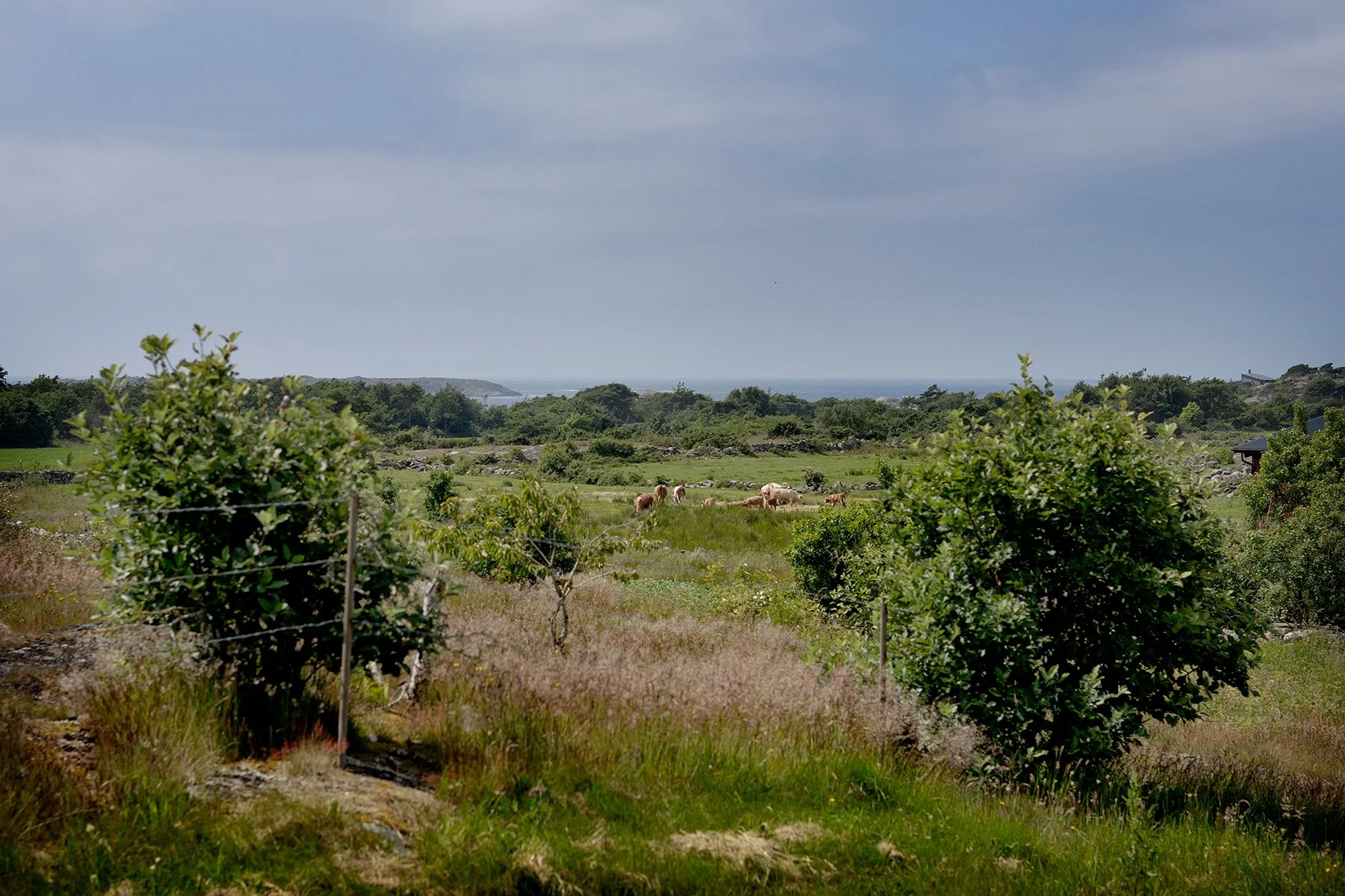 blogg-250621sanddamm31.jpg