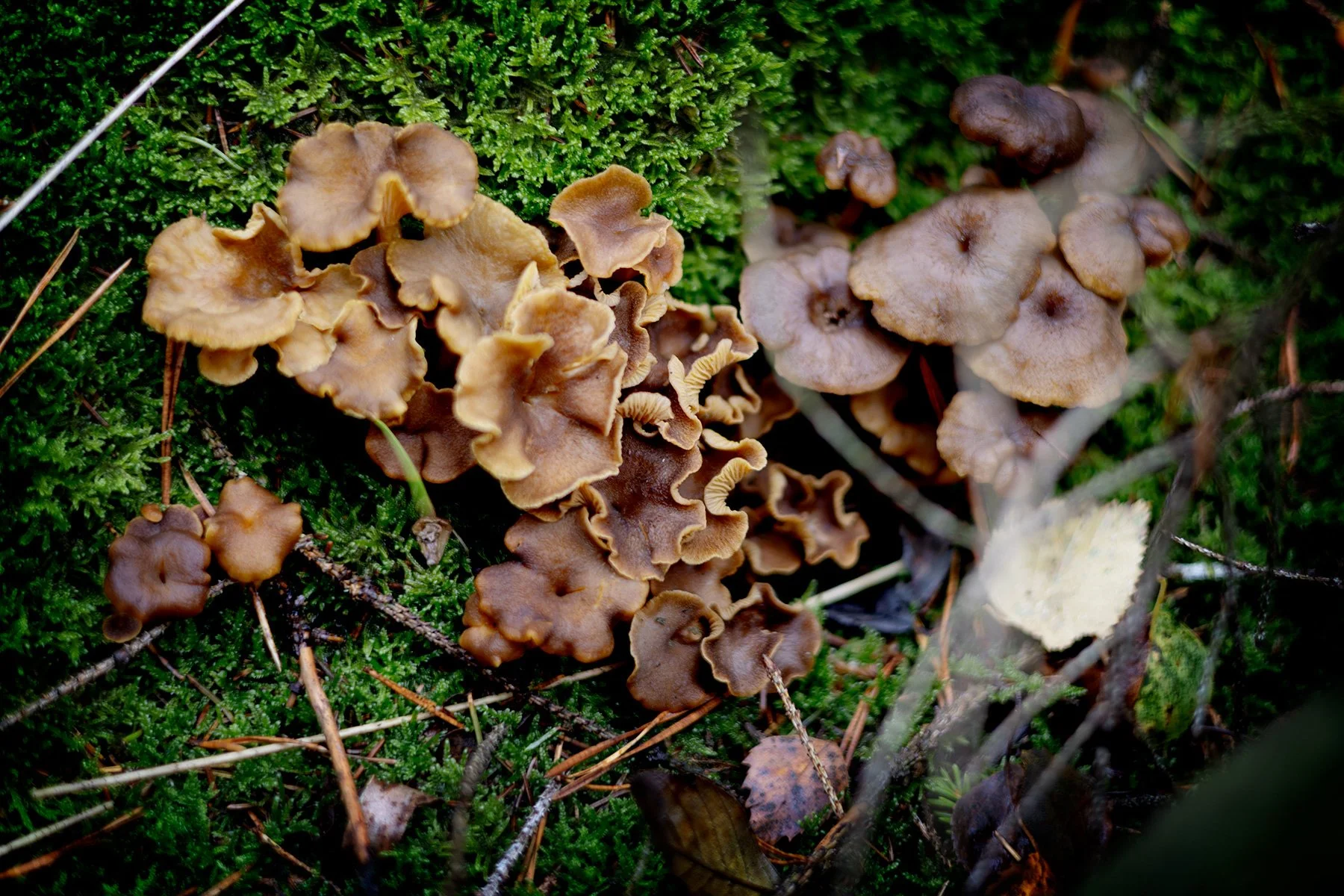 blogg-250921svampskog4.jpg