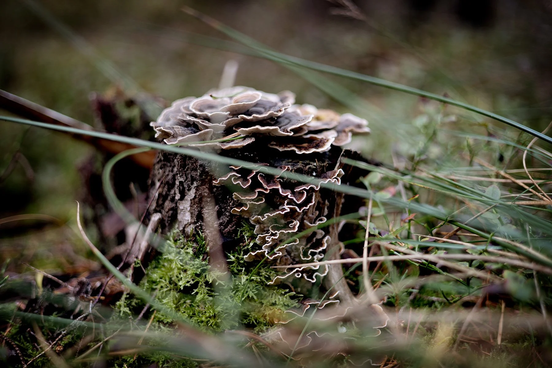 blogg-250921svampskog8.jpg