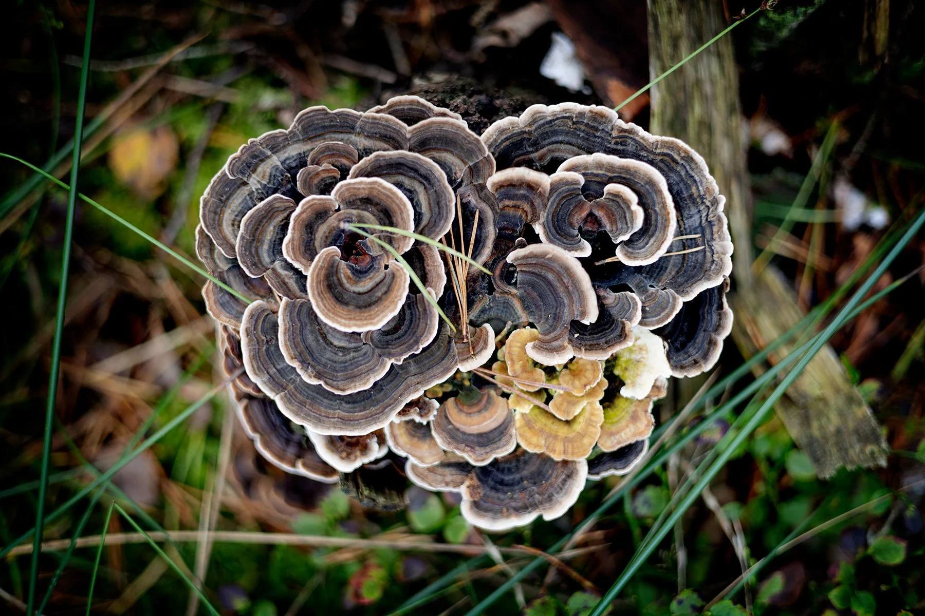 blogg-250921svampskog9.jpg