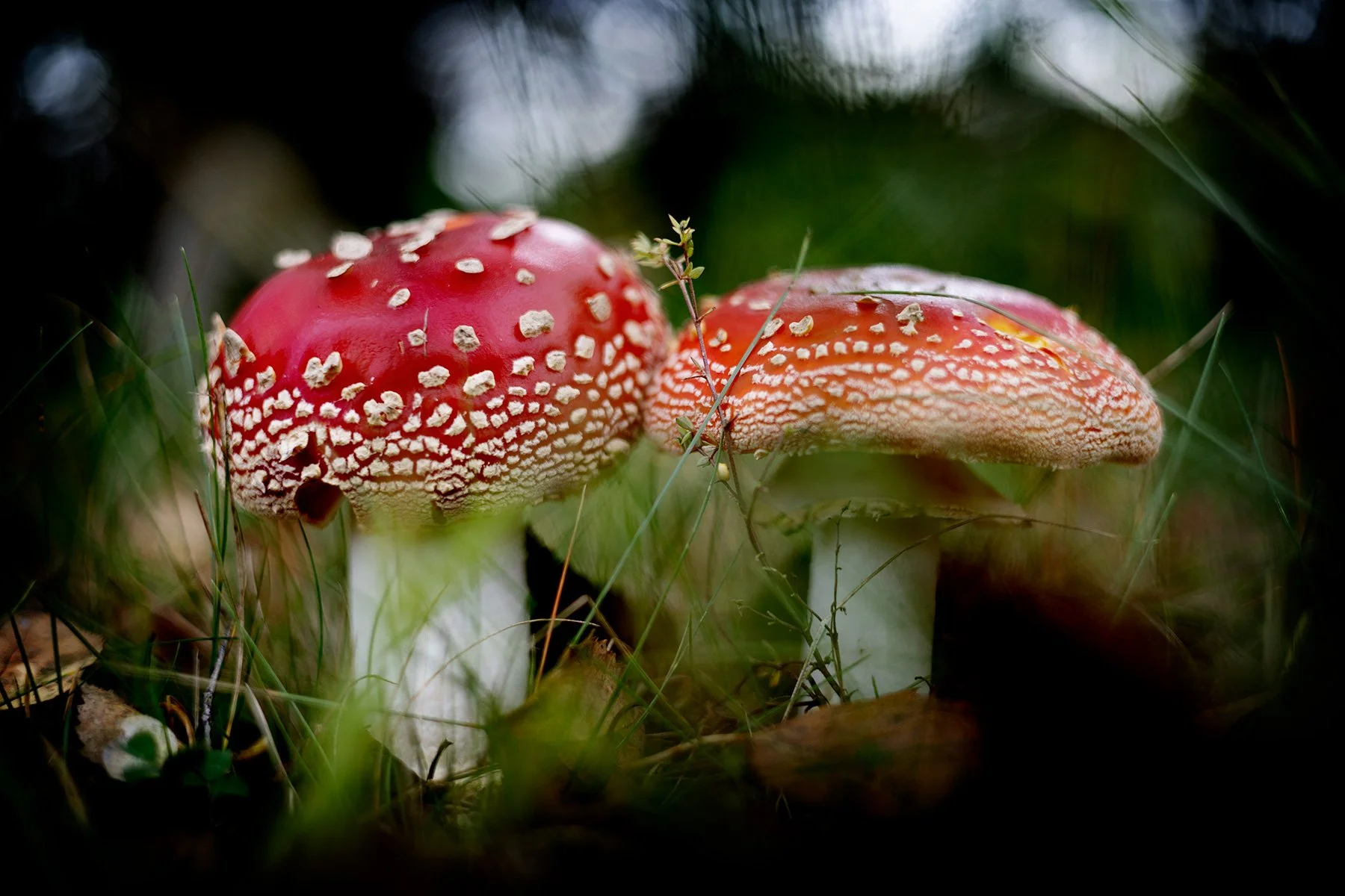 blogg-250921svampskog11.jpg