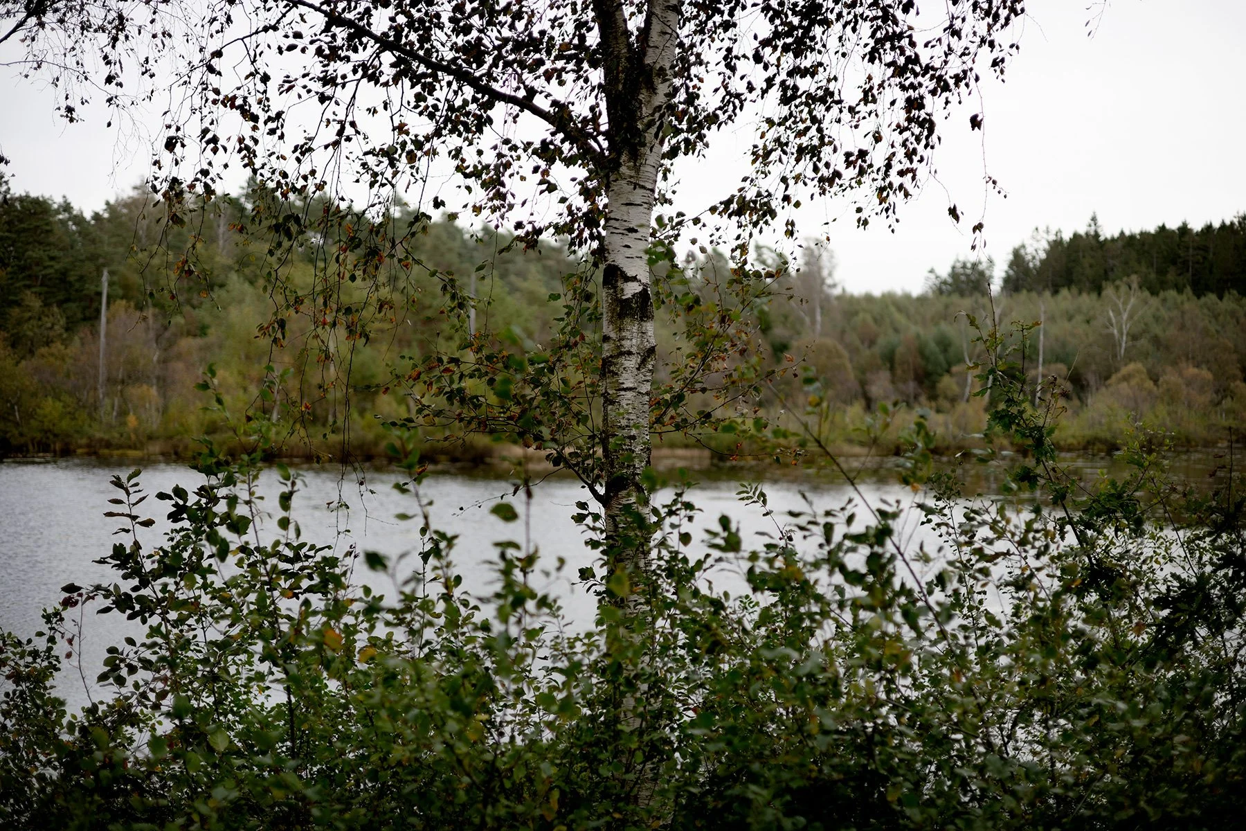 blogg-250921svampskog23res.jpg