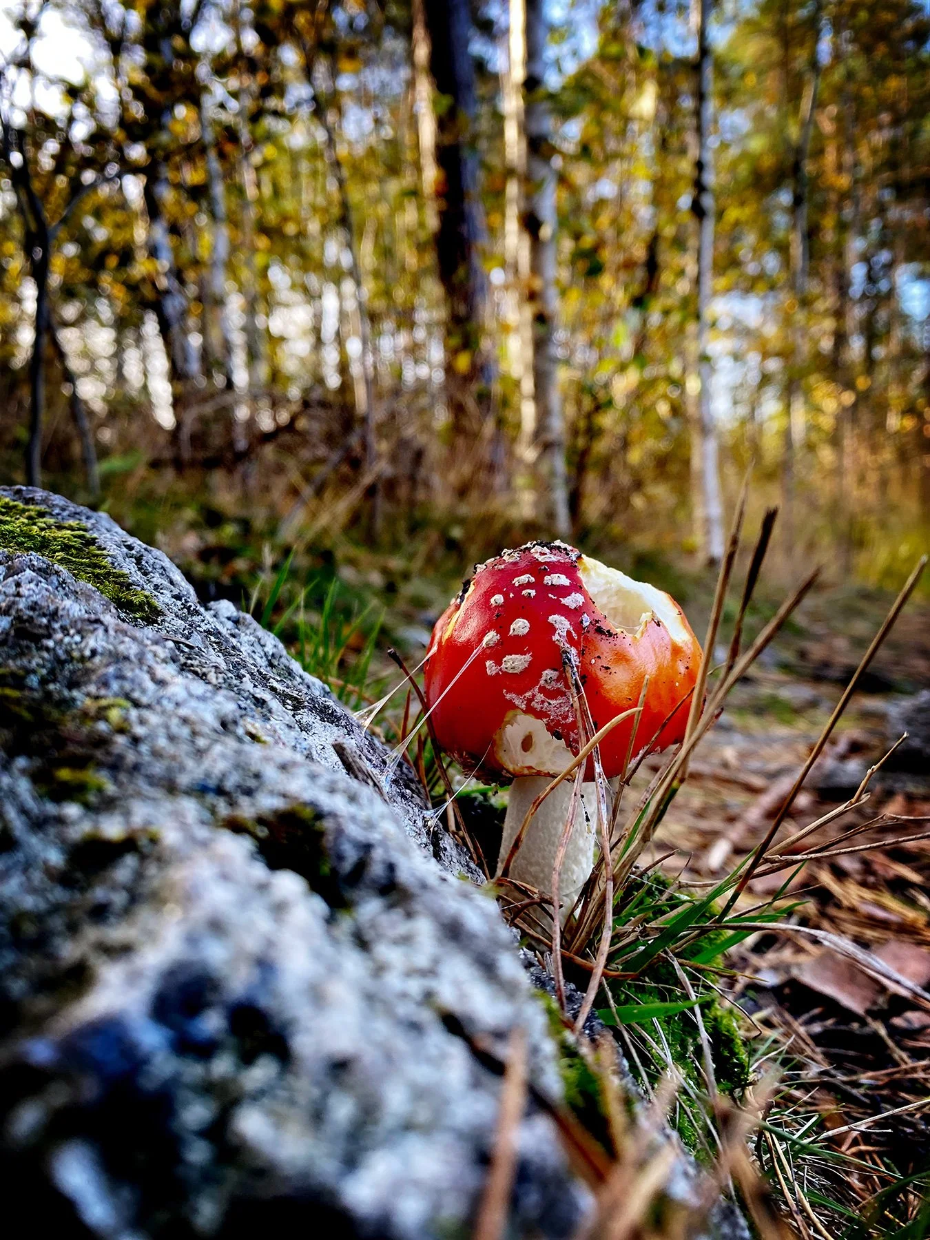 blogg-251010irenetroja4.jpg