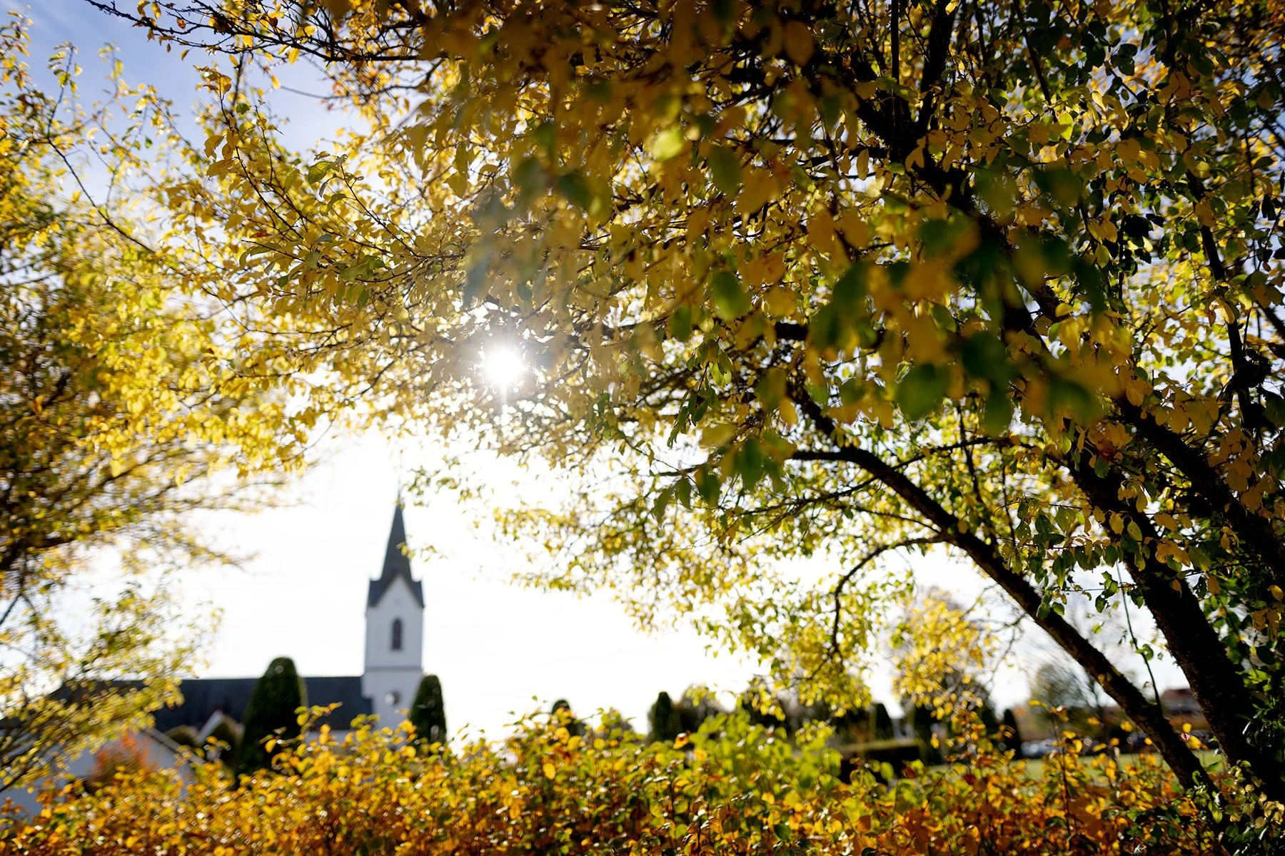 blogg-251013ettarsenmammadog4.jpg