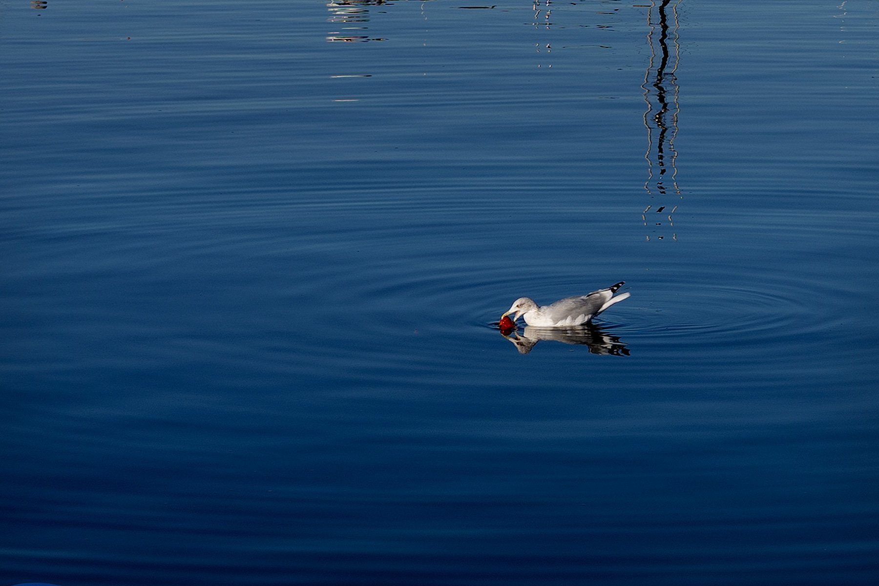 blogg-251018batupptagning3.jpg