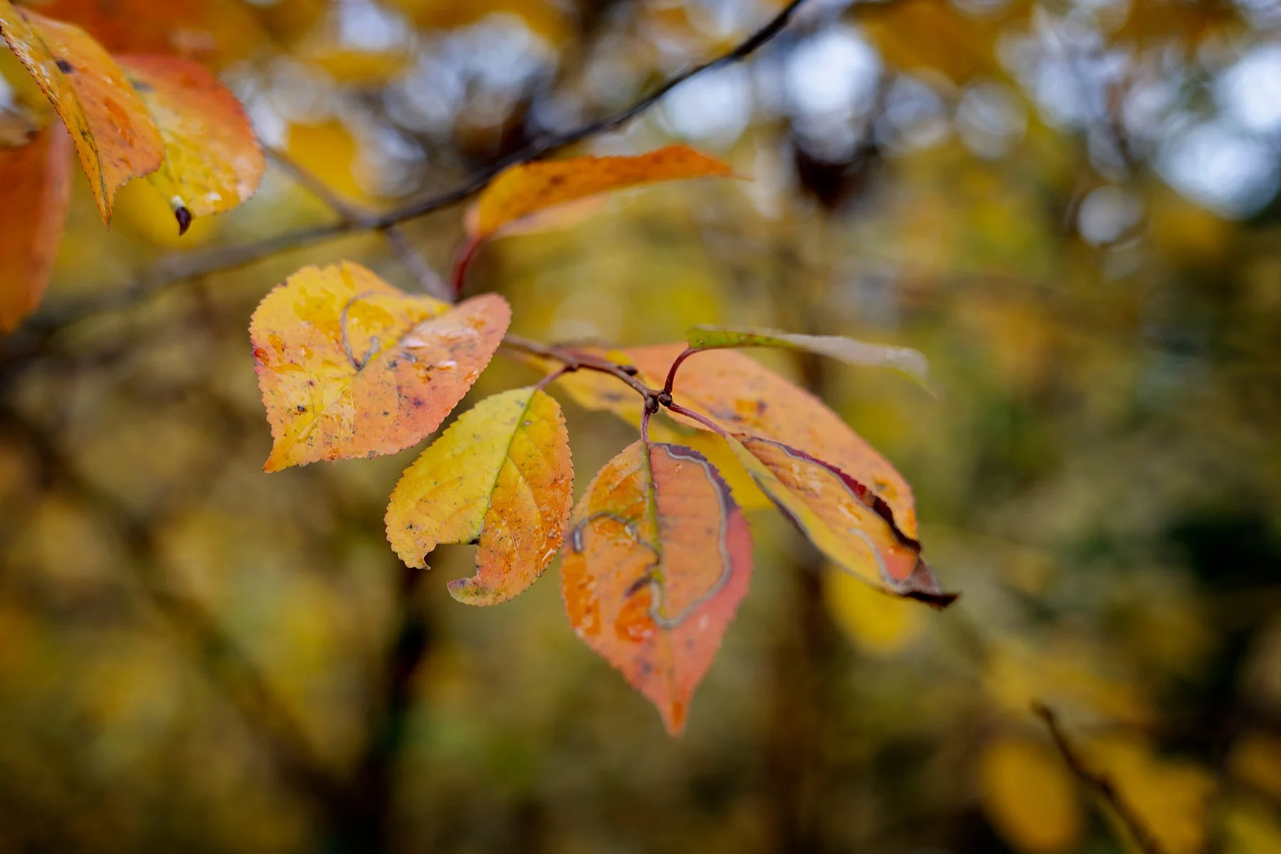 blogg-251027irenelarsbertil3.jpg