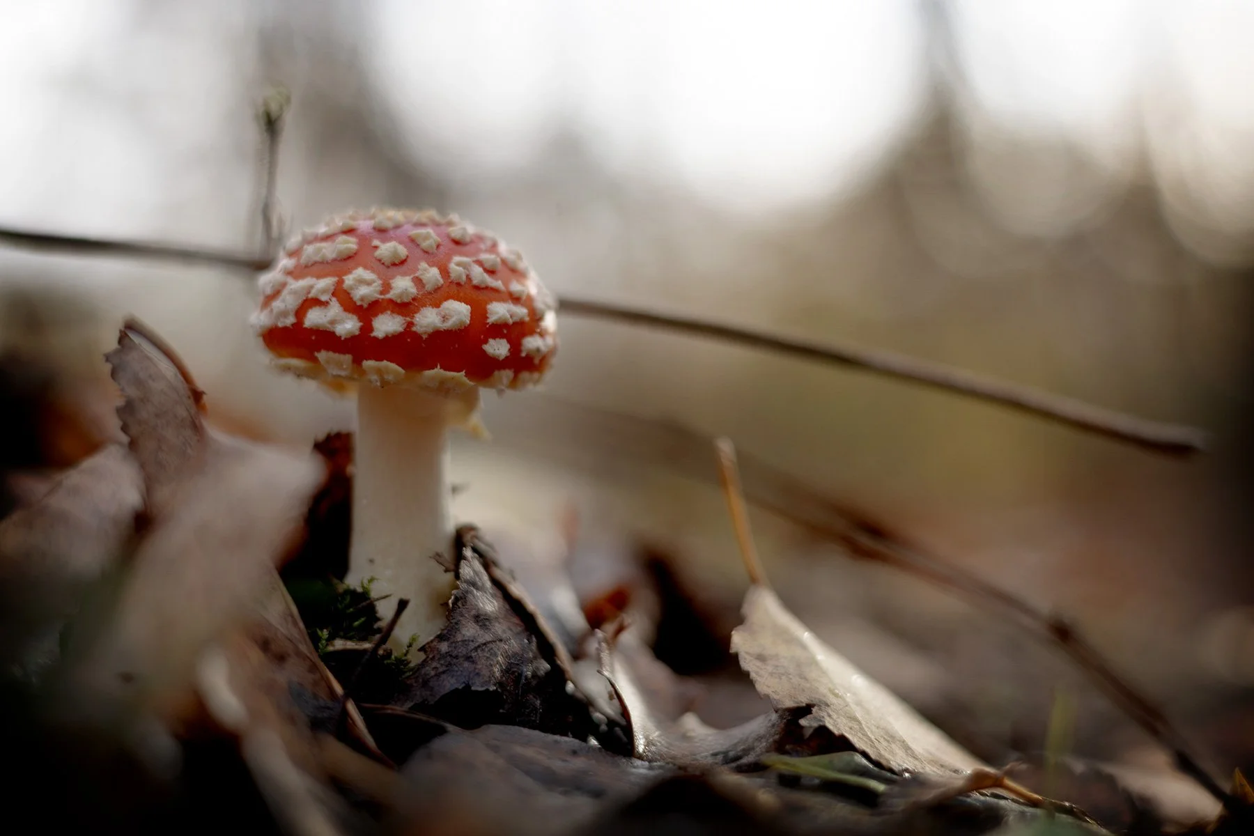 blogg-251027irenelarsbertil29.jpg