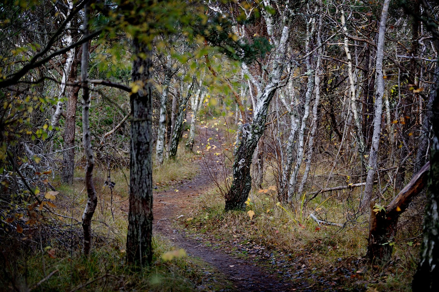 blogg-251101tylosandorientering20.jpg