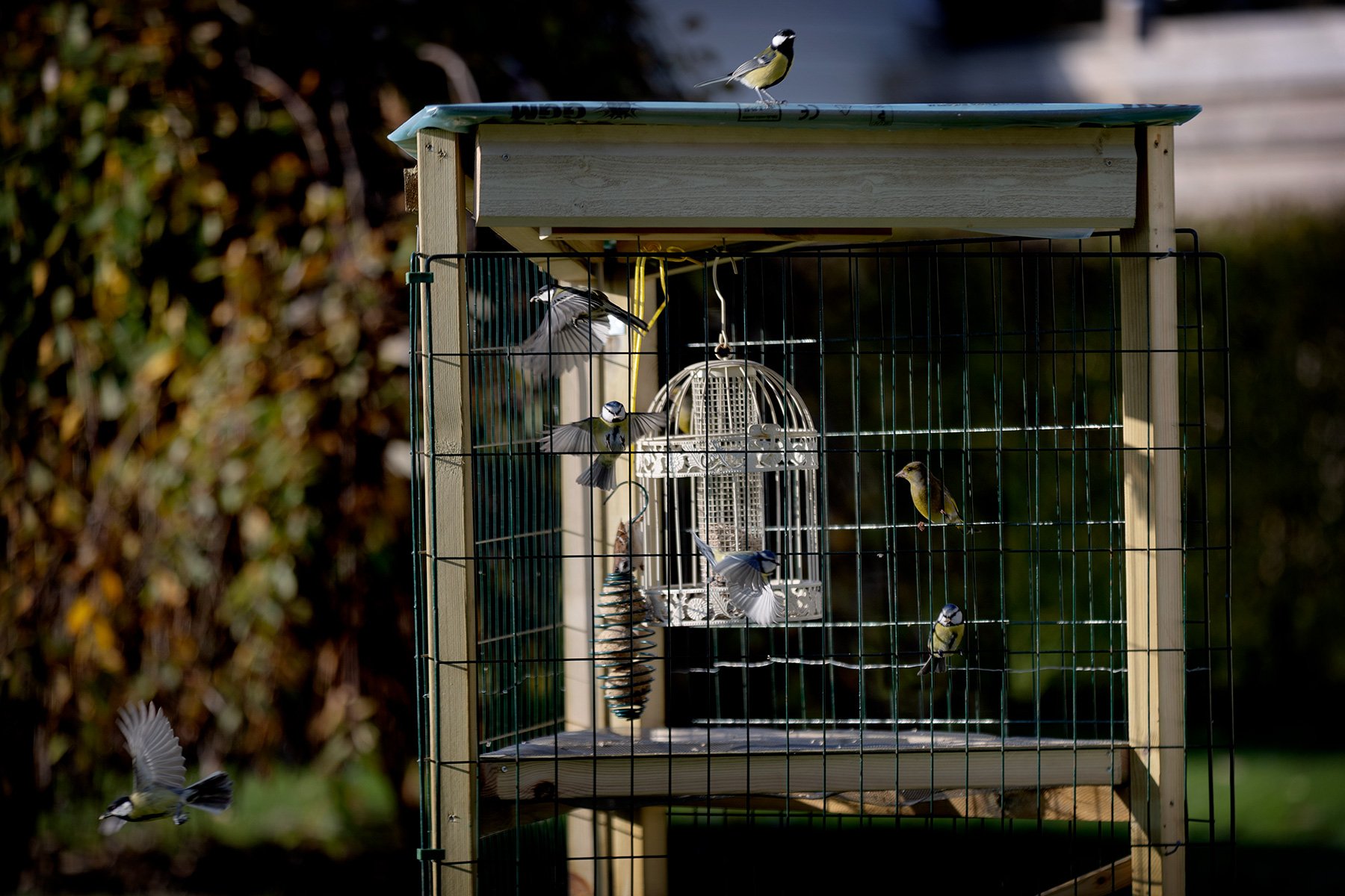 blogg-251107pappafagelbord4.jpg