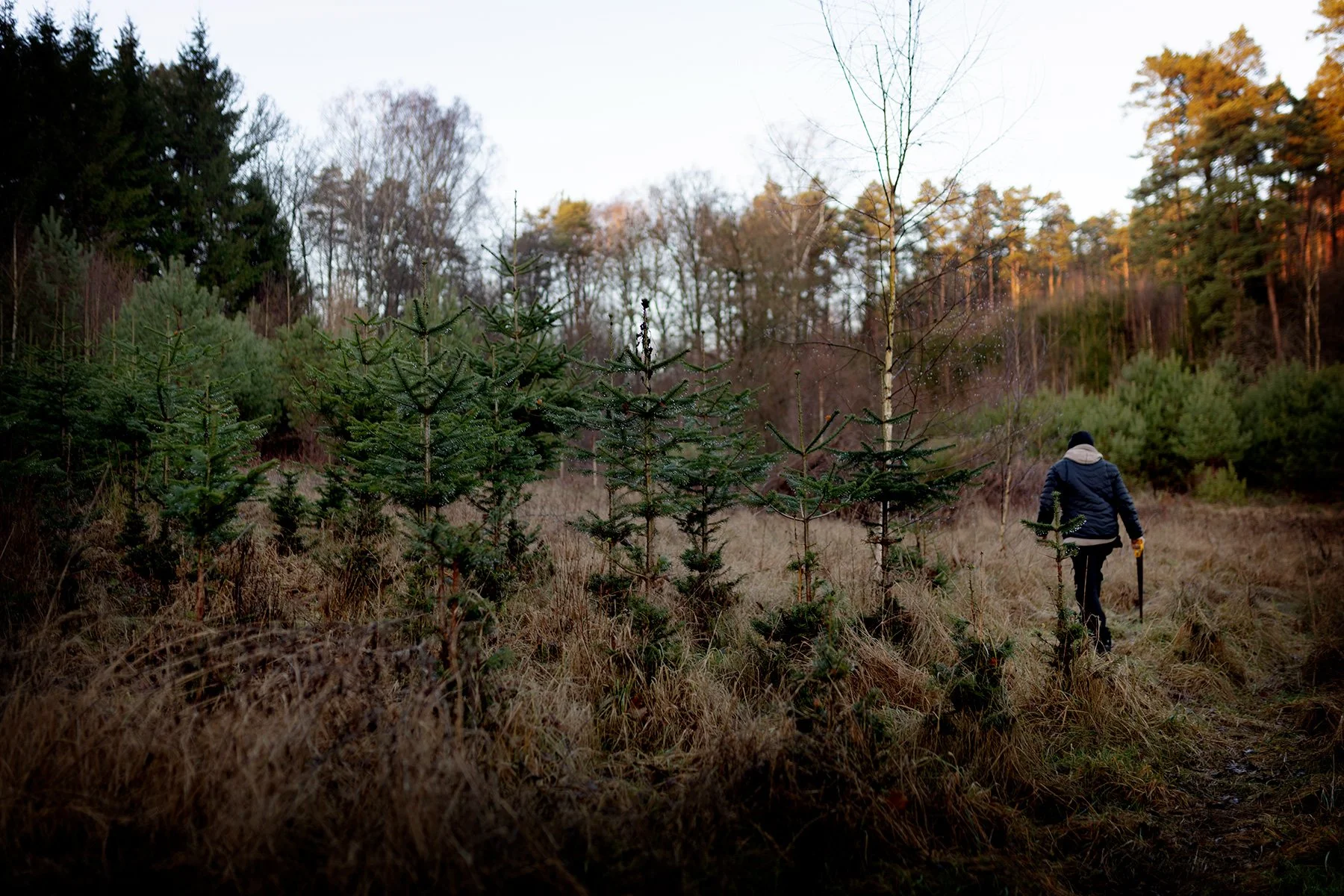 blogg-251213granhuggning2.jpg