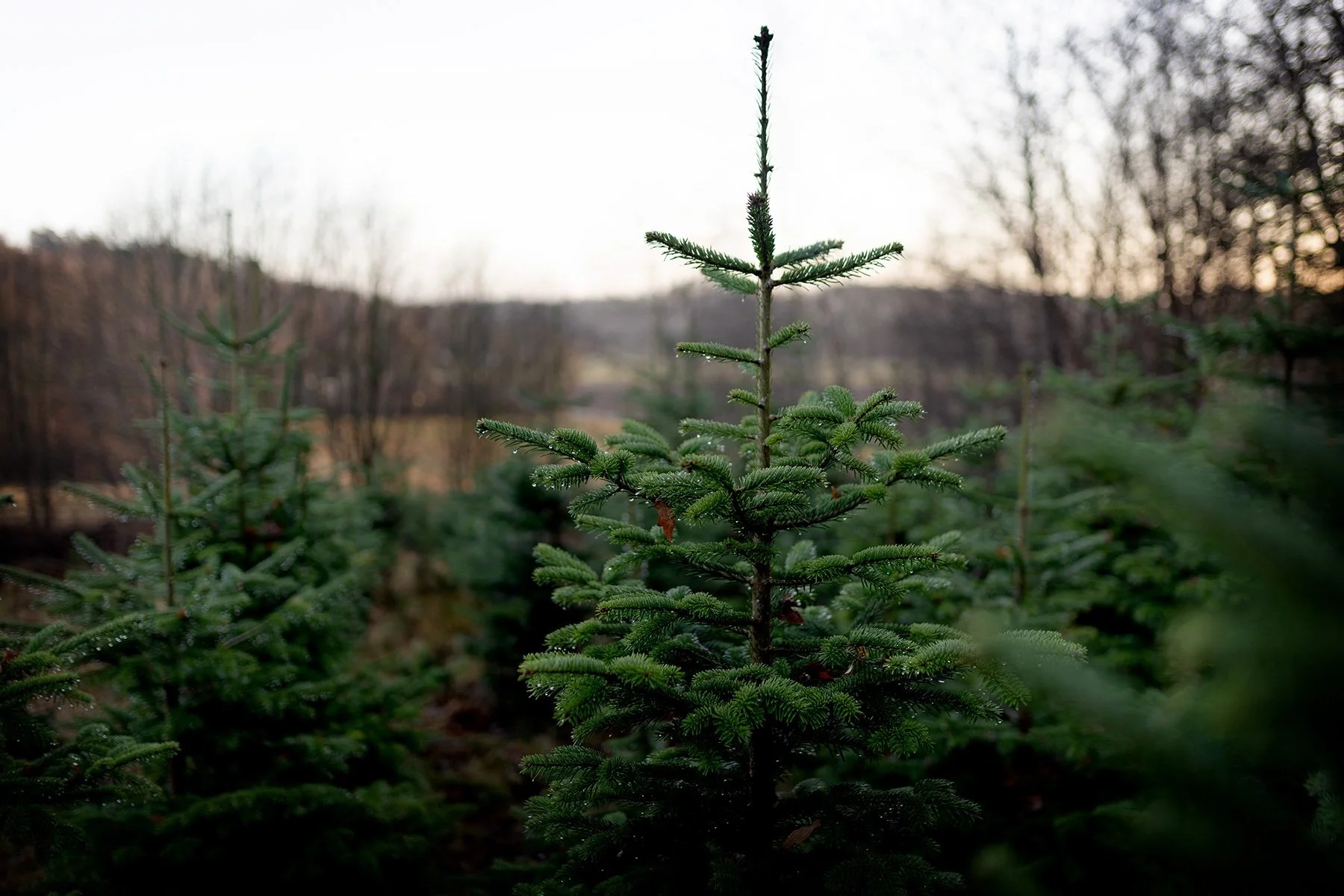 blogg-251213granhuggning3.jpg