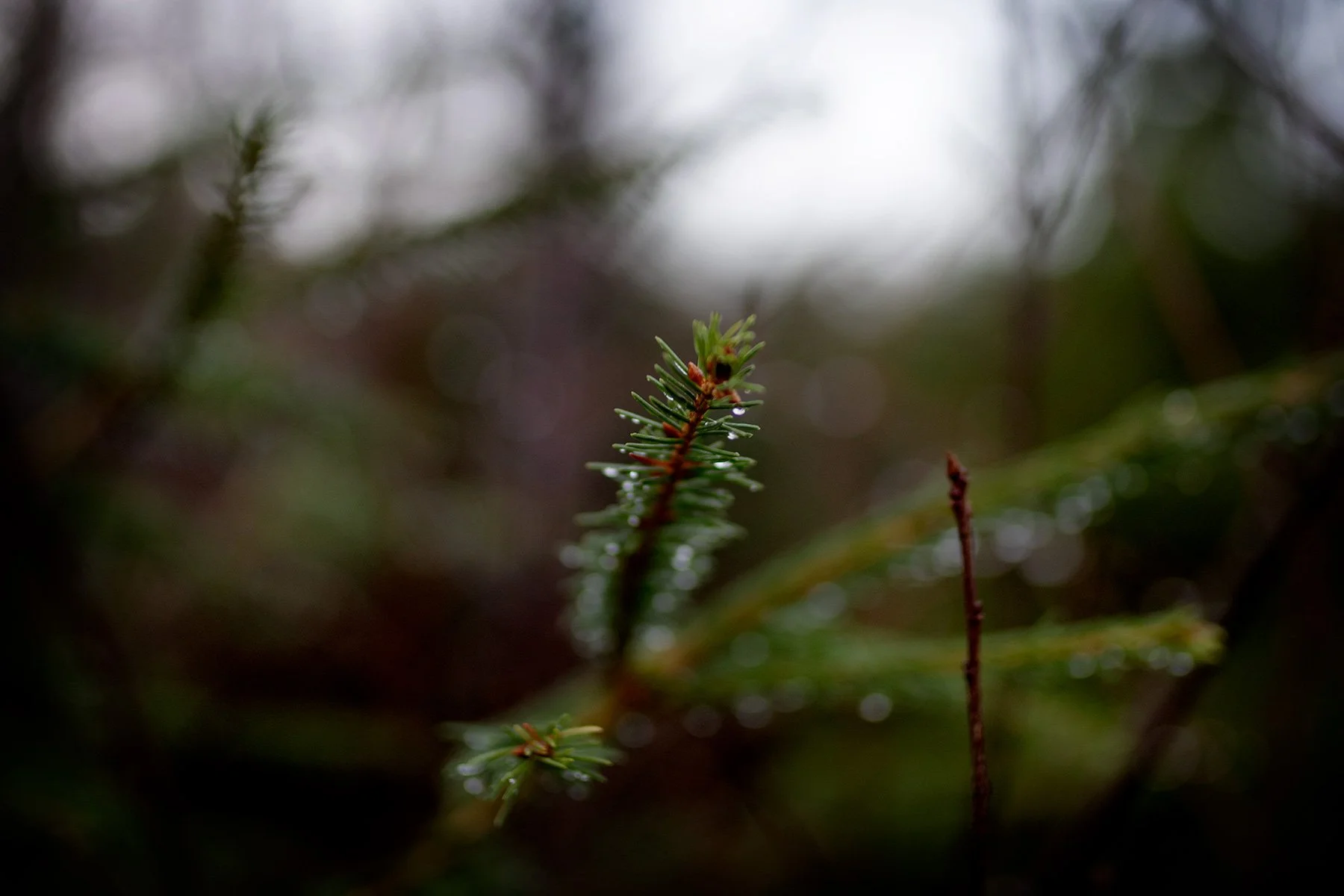 blogg-251213granhuggning7.jpg