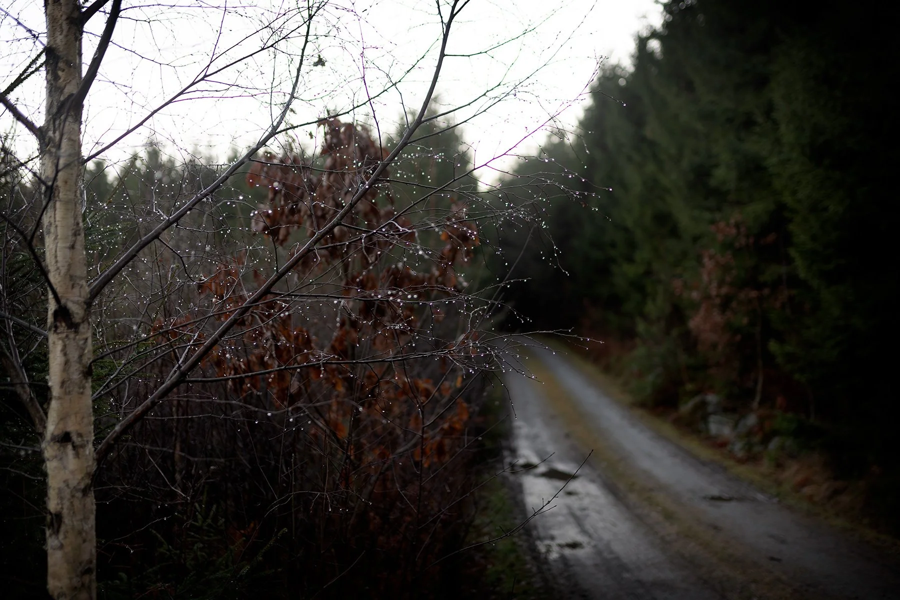 blogg-251213granhuggning9.jpg