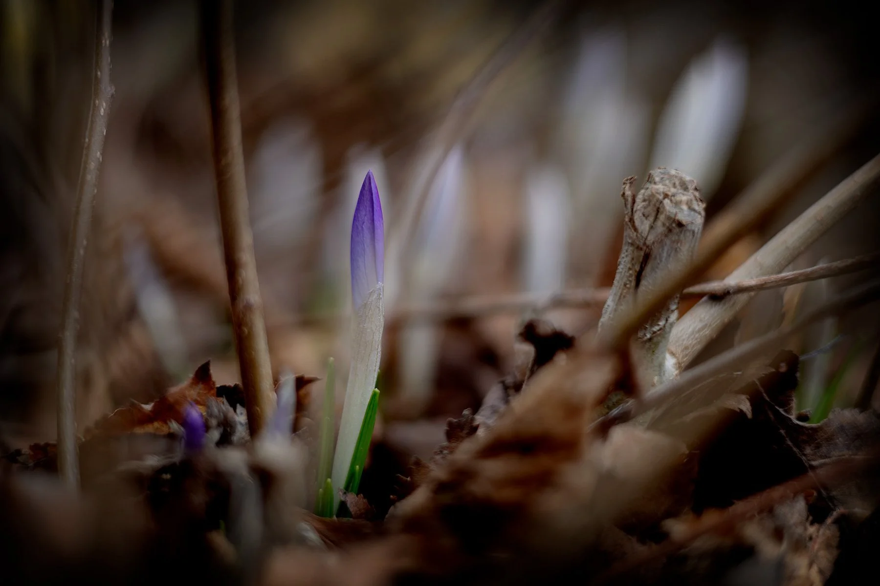 blogg-260318krokus2.jpg