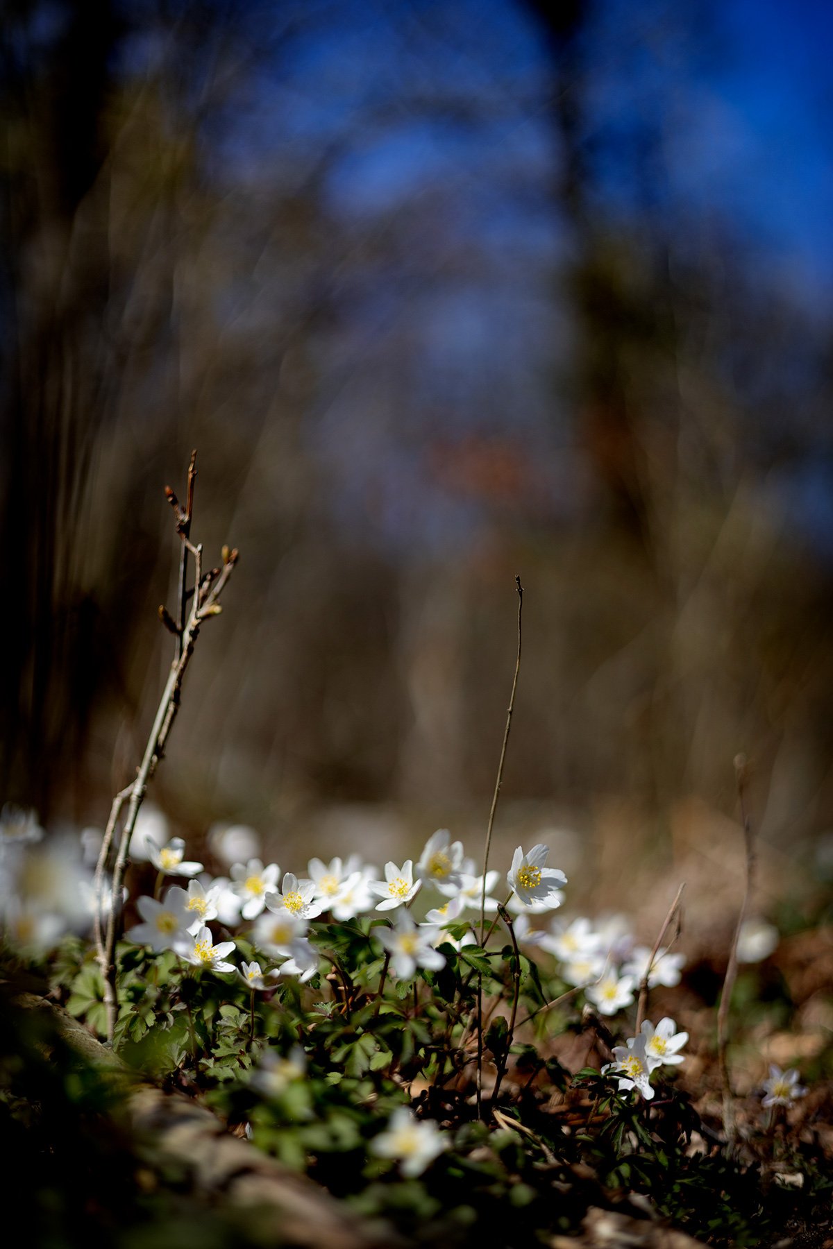 blogg-260426ambjorntorpslyroj23.jpg