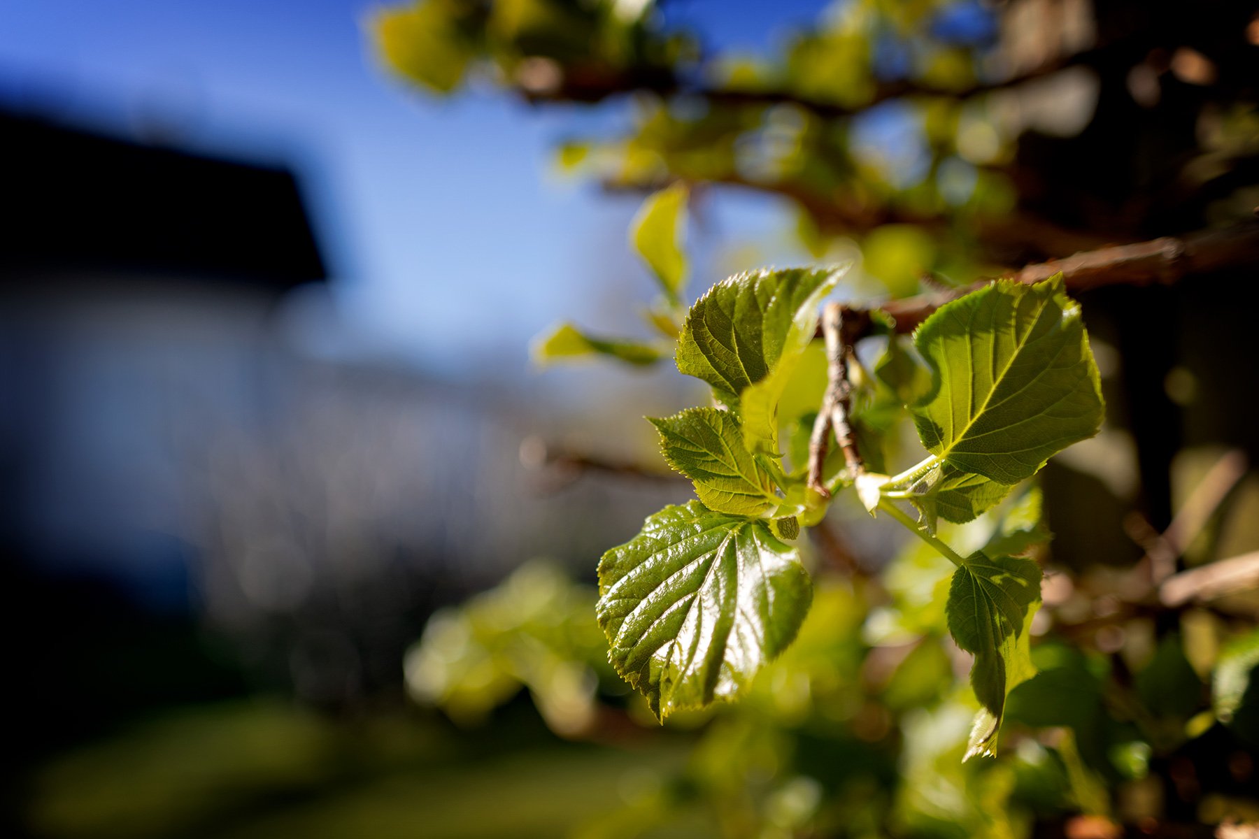 blogg-260501utefrukost3.jpg