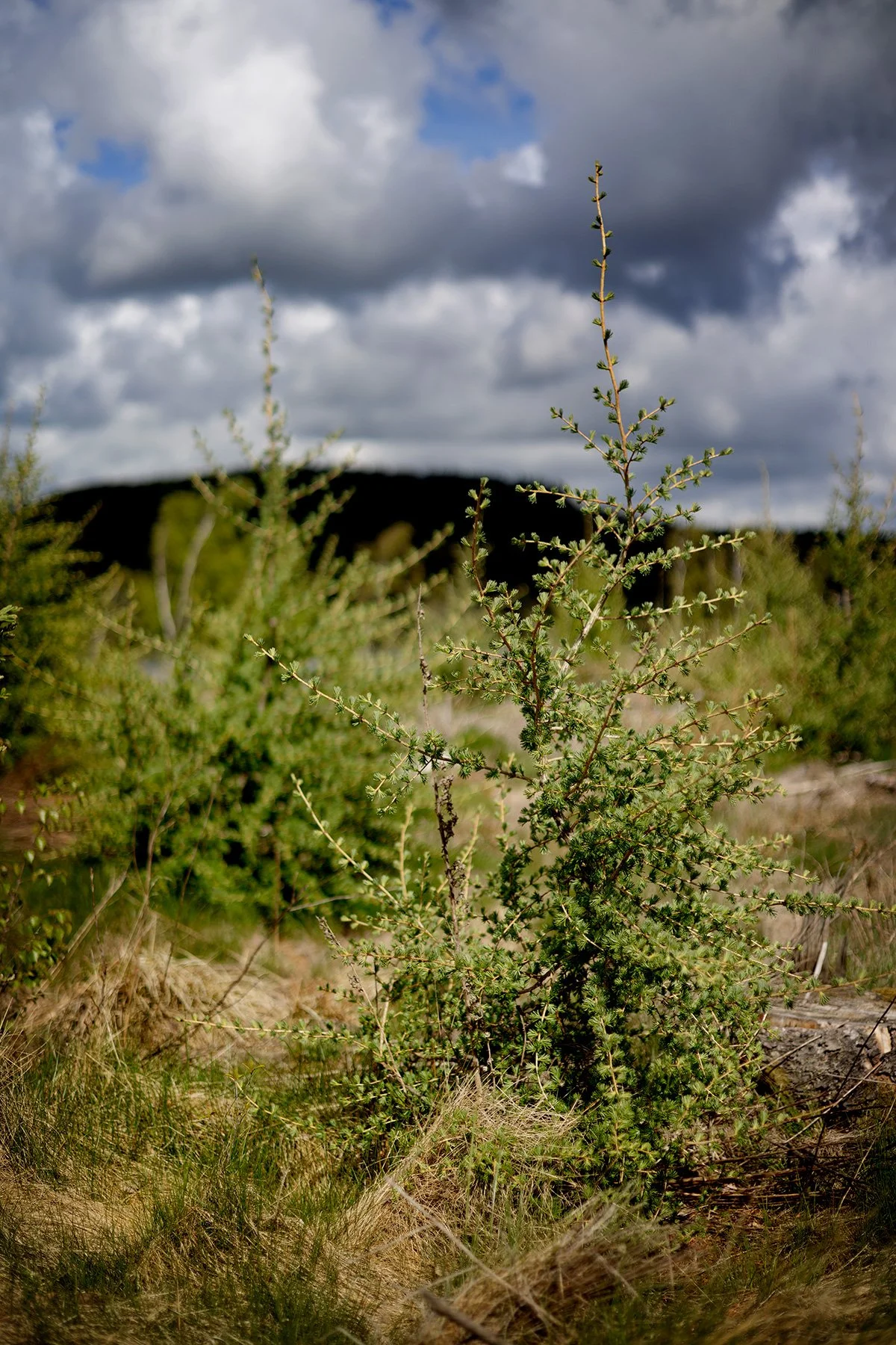 blogg-260514-orientering-astad-14.jpg