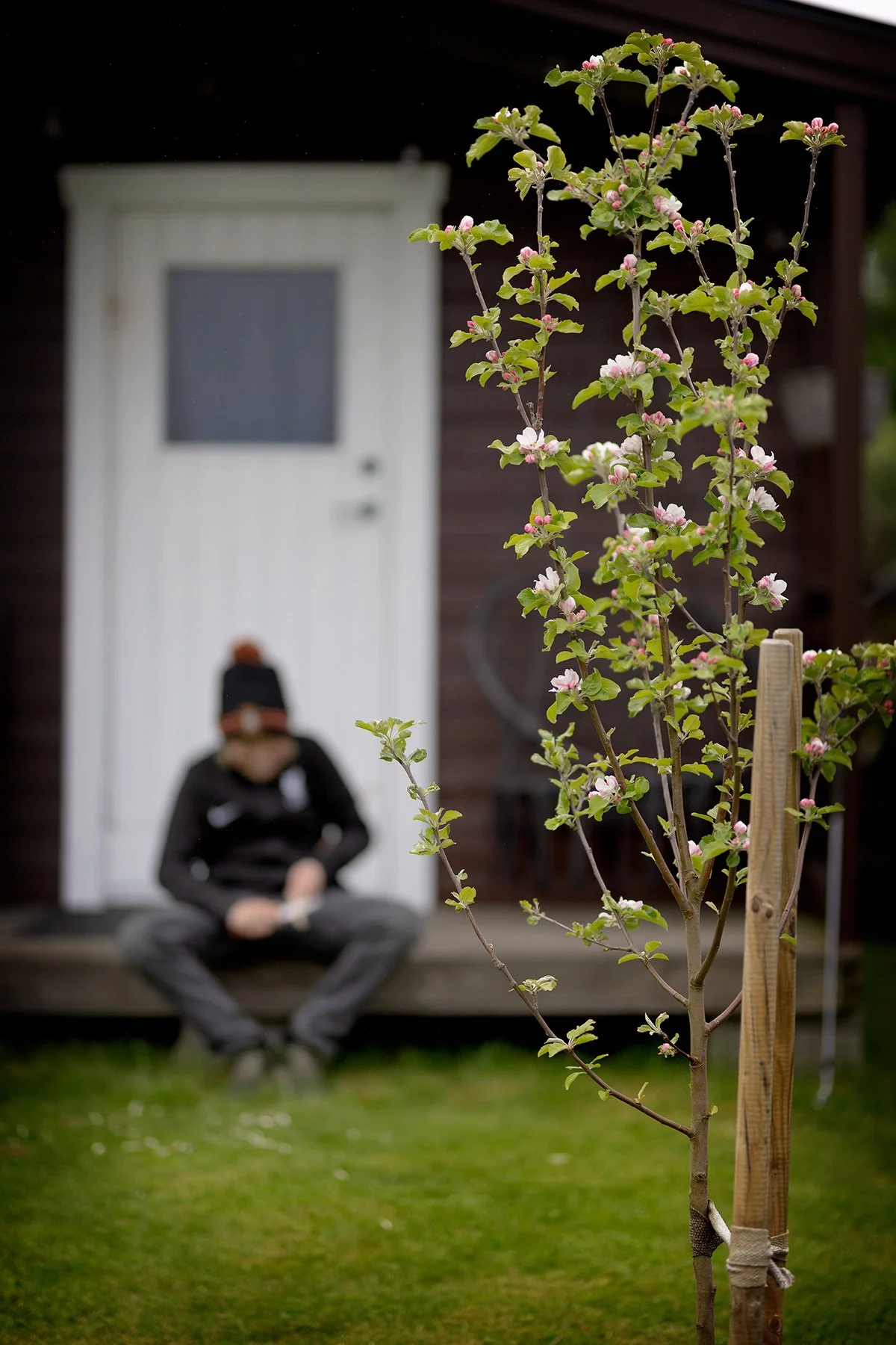 Täljarn vid äppelblom