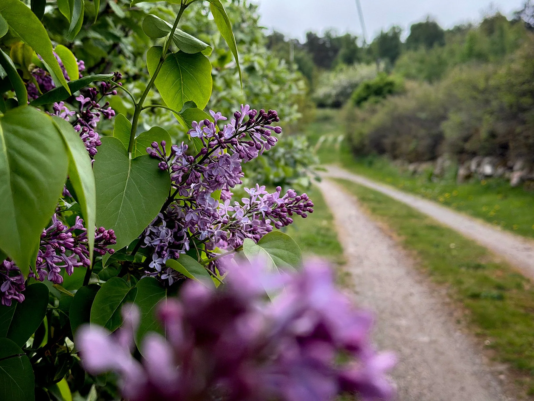 blogg-260522-anneth-promenad-7.jpg