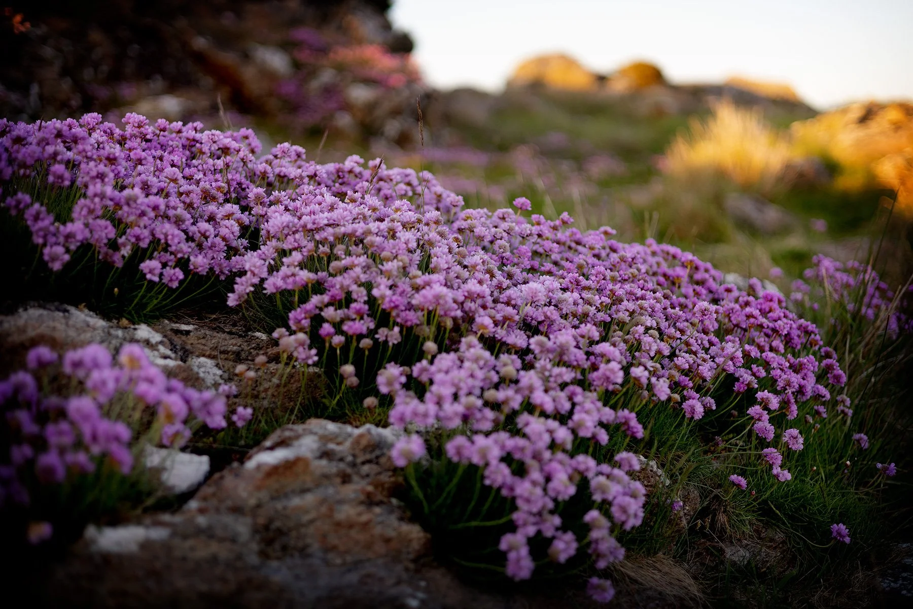 blogg-260522sunnero10.jpg