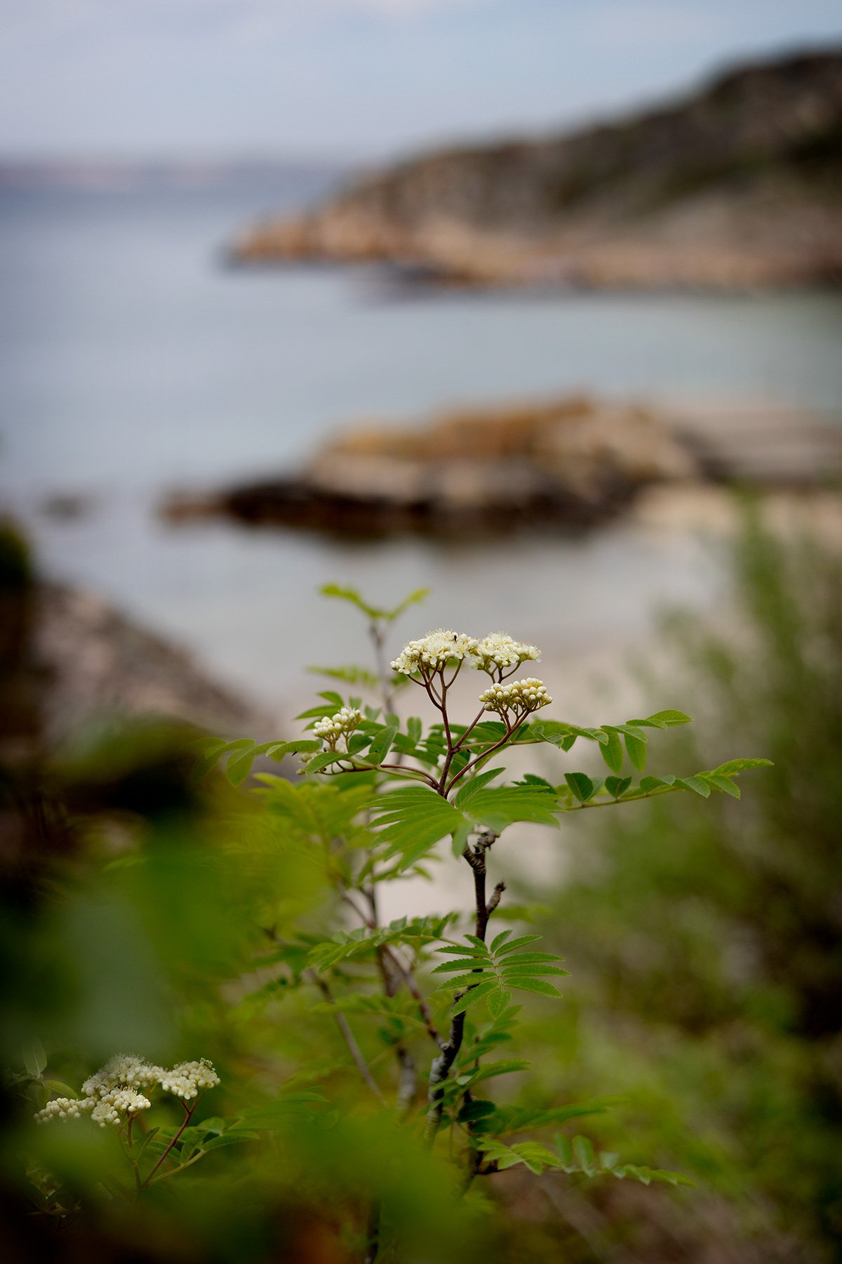 blogg-260525-bohusmalmon-27.jpg